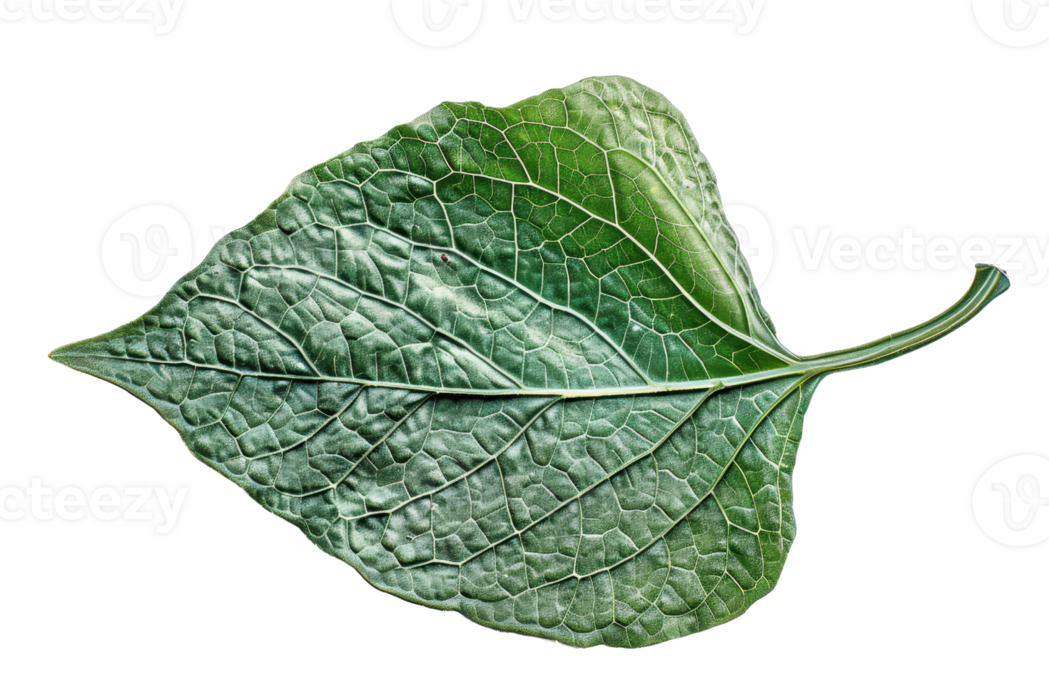 Close-up image of a single green leaf with detailed veins, isolated on a transparent background. png