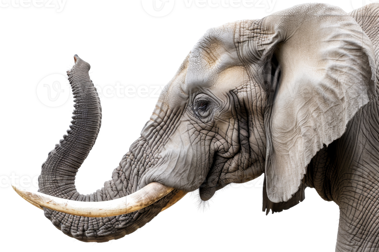 Close-up of a majestic African Elephant with detailed wrinkled skin and large tusks, isolated on a transparent background. png