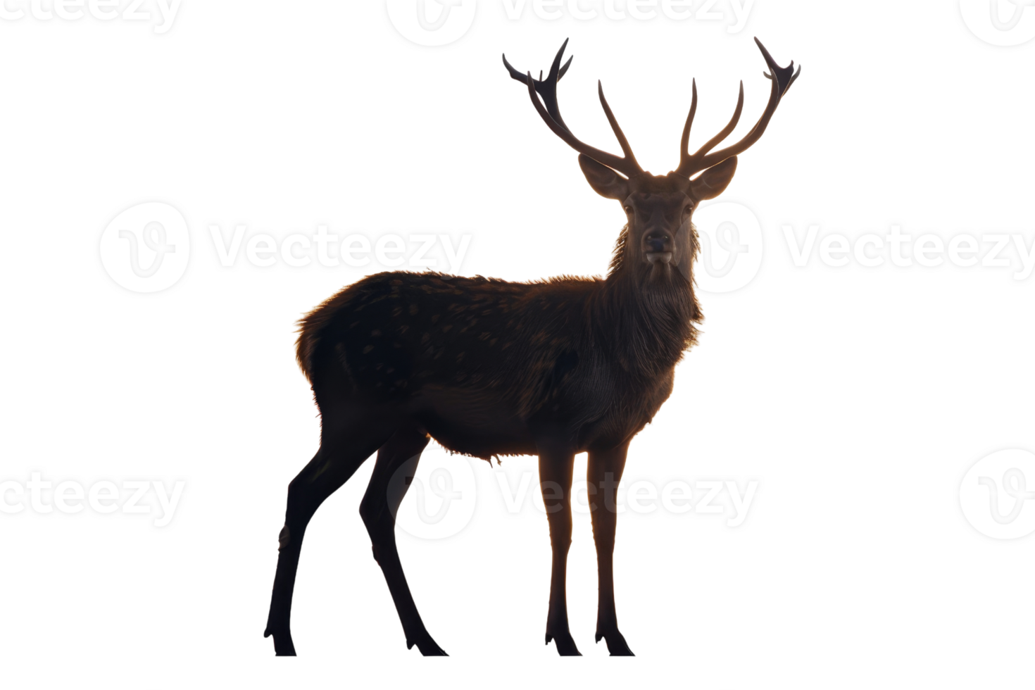 Majestic stag deer with large antlers standing in profile, illuminated by warm light, isolated on a black background. png