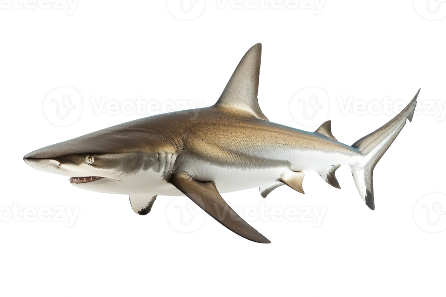A realistic 3D render of a shark, showcasing its sharp teeth, fin structure, and streamlined body against a transparent background. png