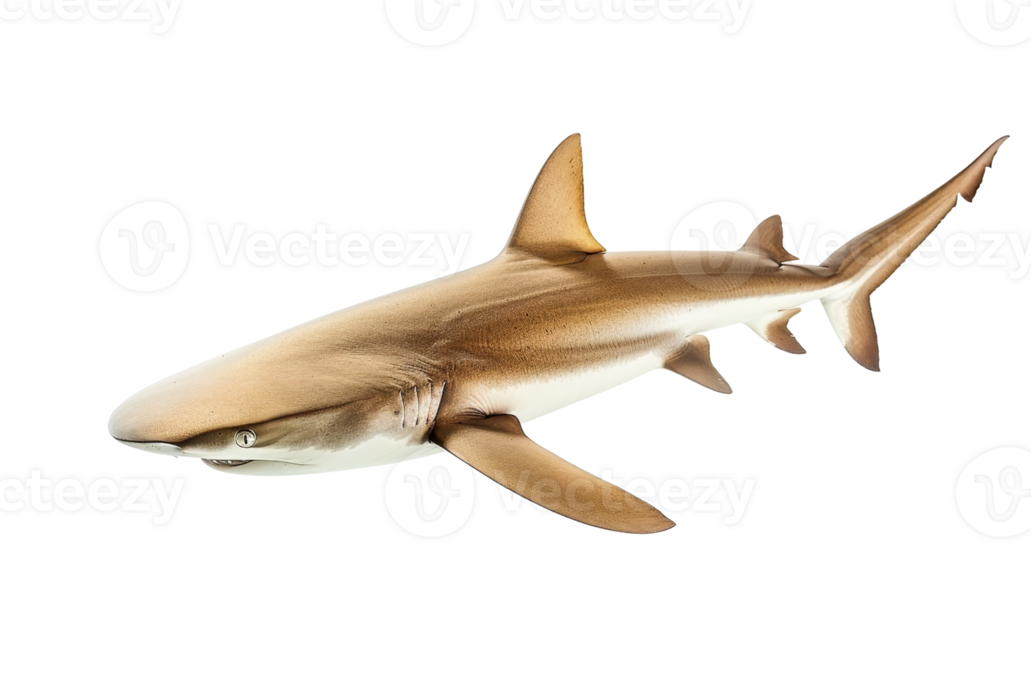 High-resolution image of a sleek shark swimming in a clear ocean, showcasing its powerful body and sharp fins, ideal for marine life and nature themes. png