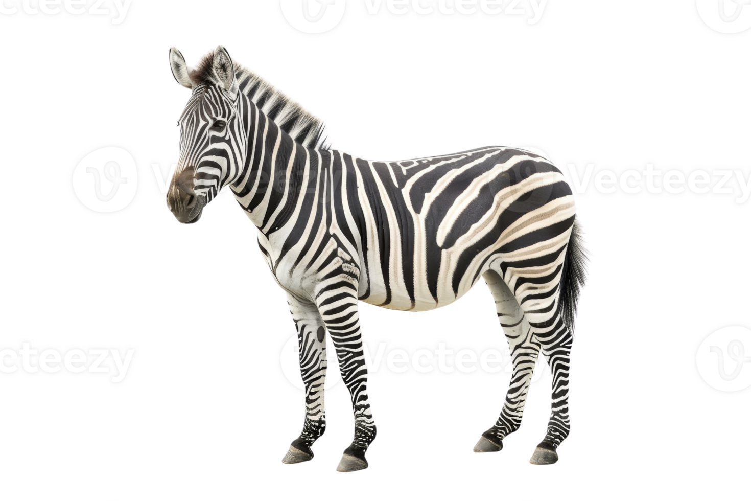 A high-quality image of a zebra standing against a transparent background, highlighting its distinctive black and white stripes. png