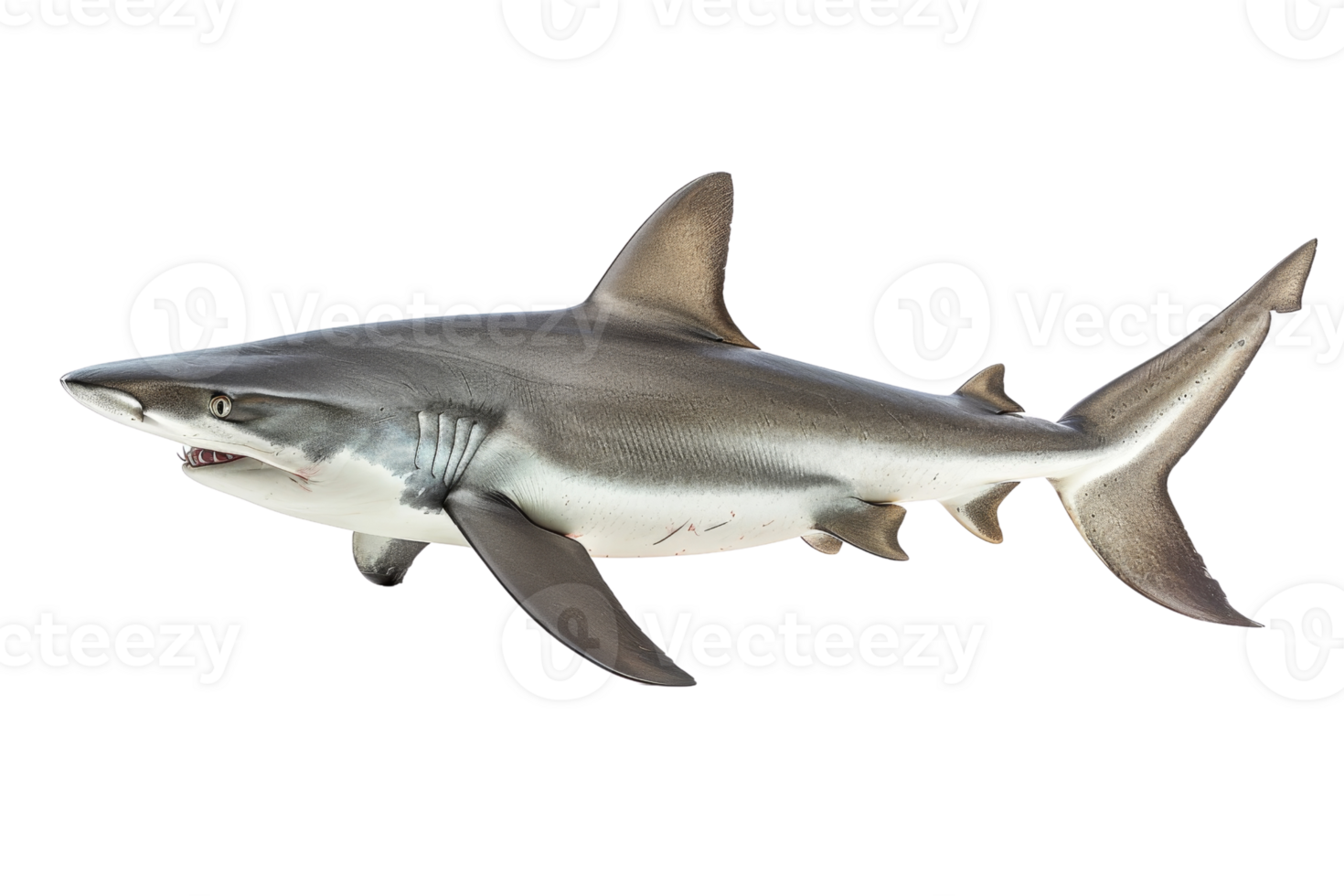 A detailed image of a shark swimming in the ocean, showcasing its sleek body and ferocious nature, perfect for marine life visuals. png