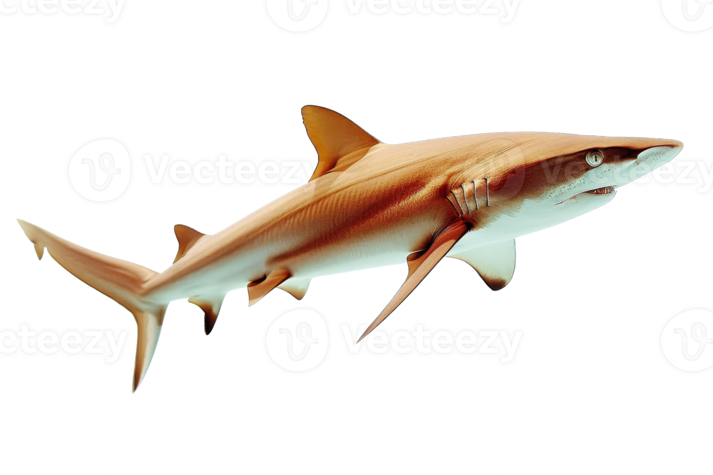 Digital rendering of a shark isolated on a transparent background. showcasing its sleek body and menacing appearance. png