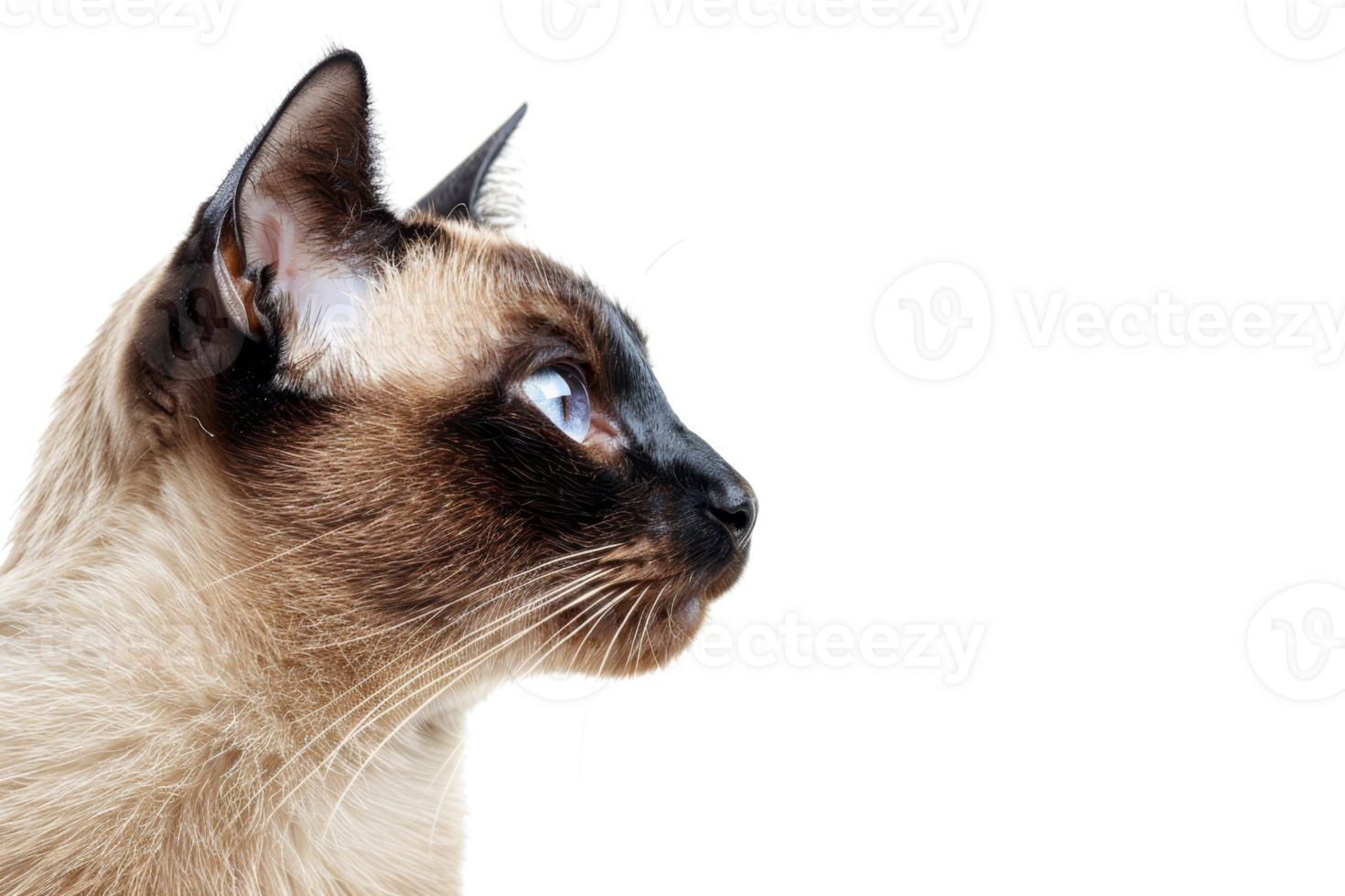 Side profile of a Siamese cat with blue eyes and dark brown fur on head and ears, set against a transparent background. png