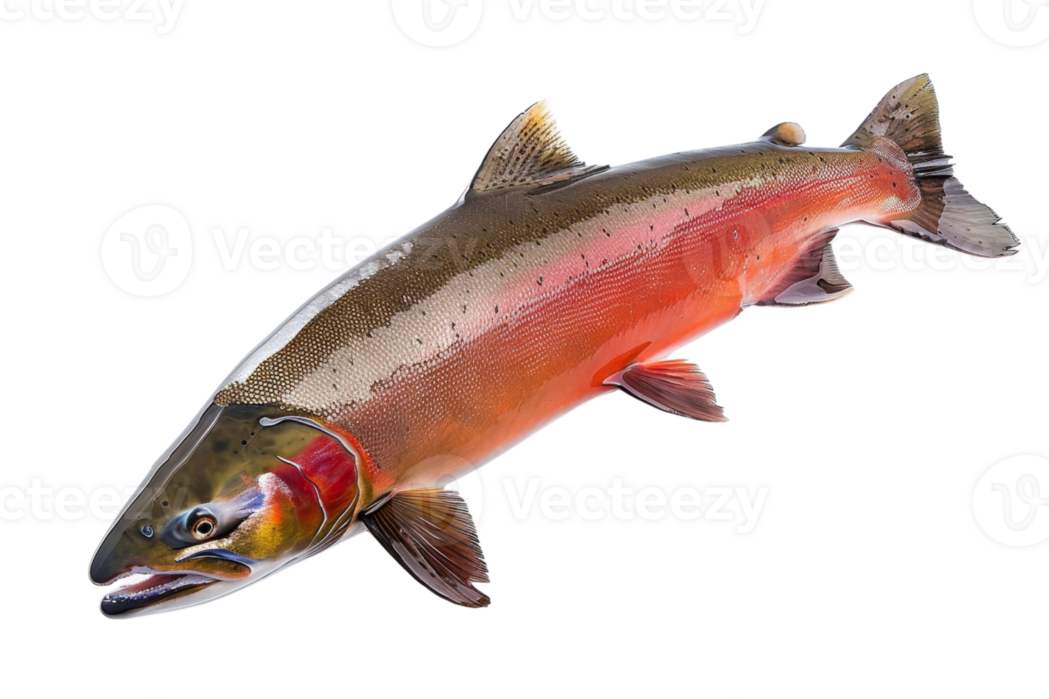 High-resolution image of a brightly colored fish on transparent background. perfect for educational materials, marine biology references, and aquatic themes. png
