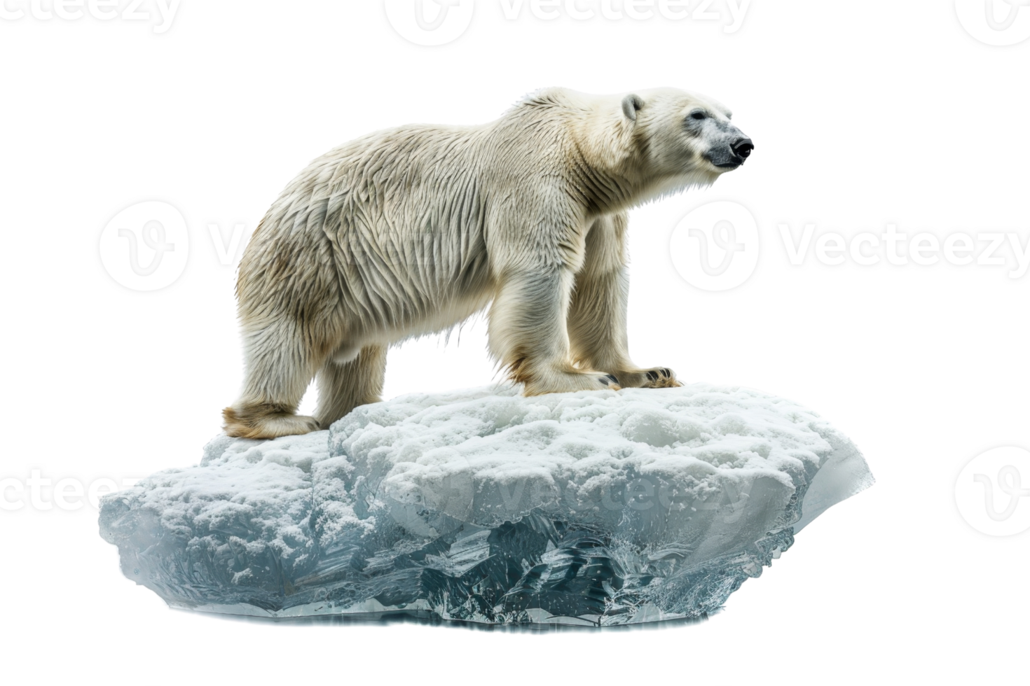 Polar bear standing majestically on an ice floe, isolated on transparent background. Majestic Arctic wildlife in natural habitat. png