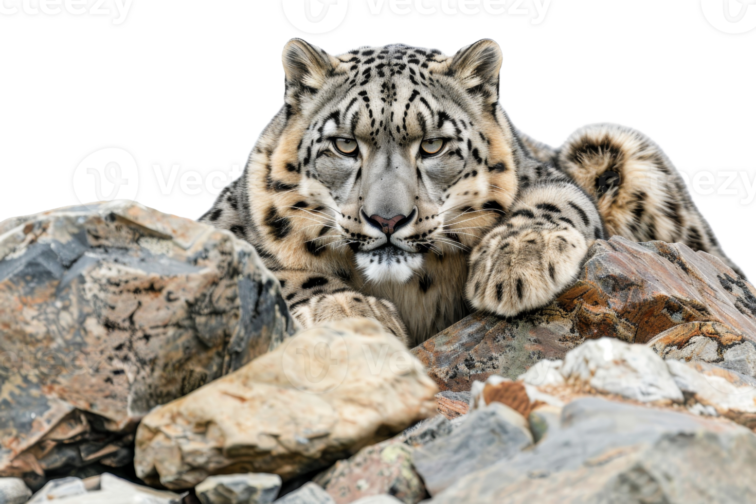 Snow leopard lying on rocky terrain, blending with surroundings, showcasing its camouflaging ability in the wild. png