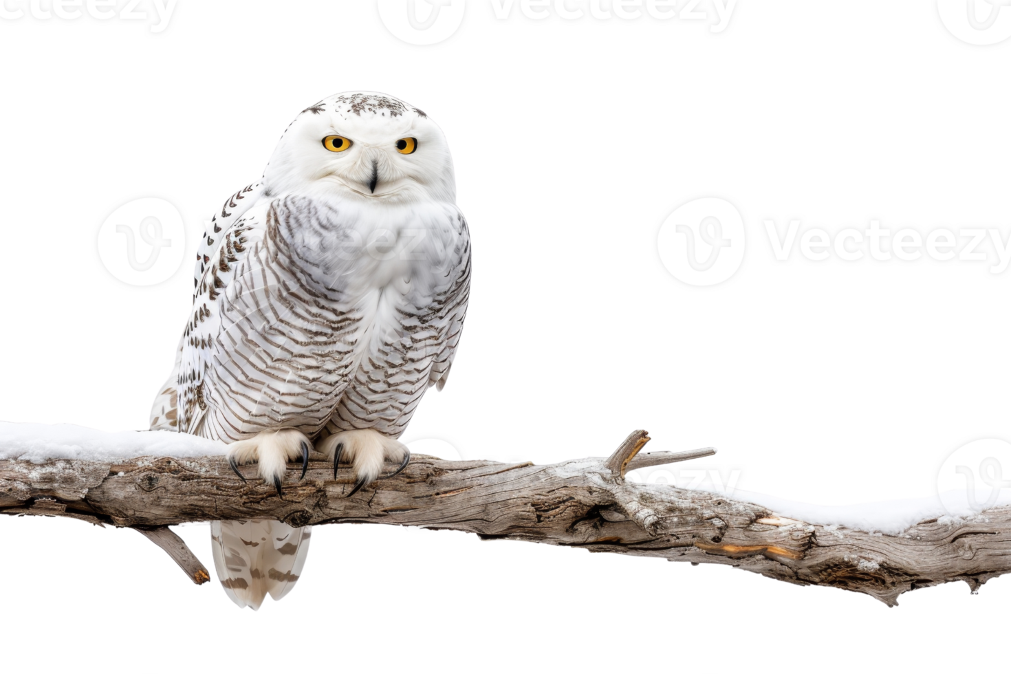 Snowy owl perched on a snowy branch displaying its beautiful white feathers and striking yellow eyes. png