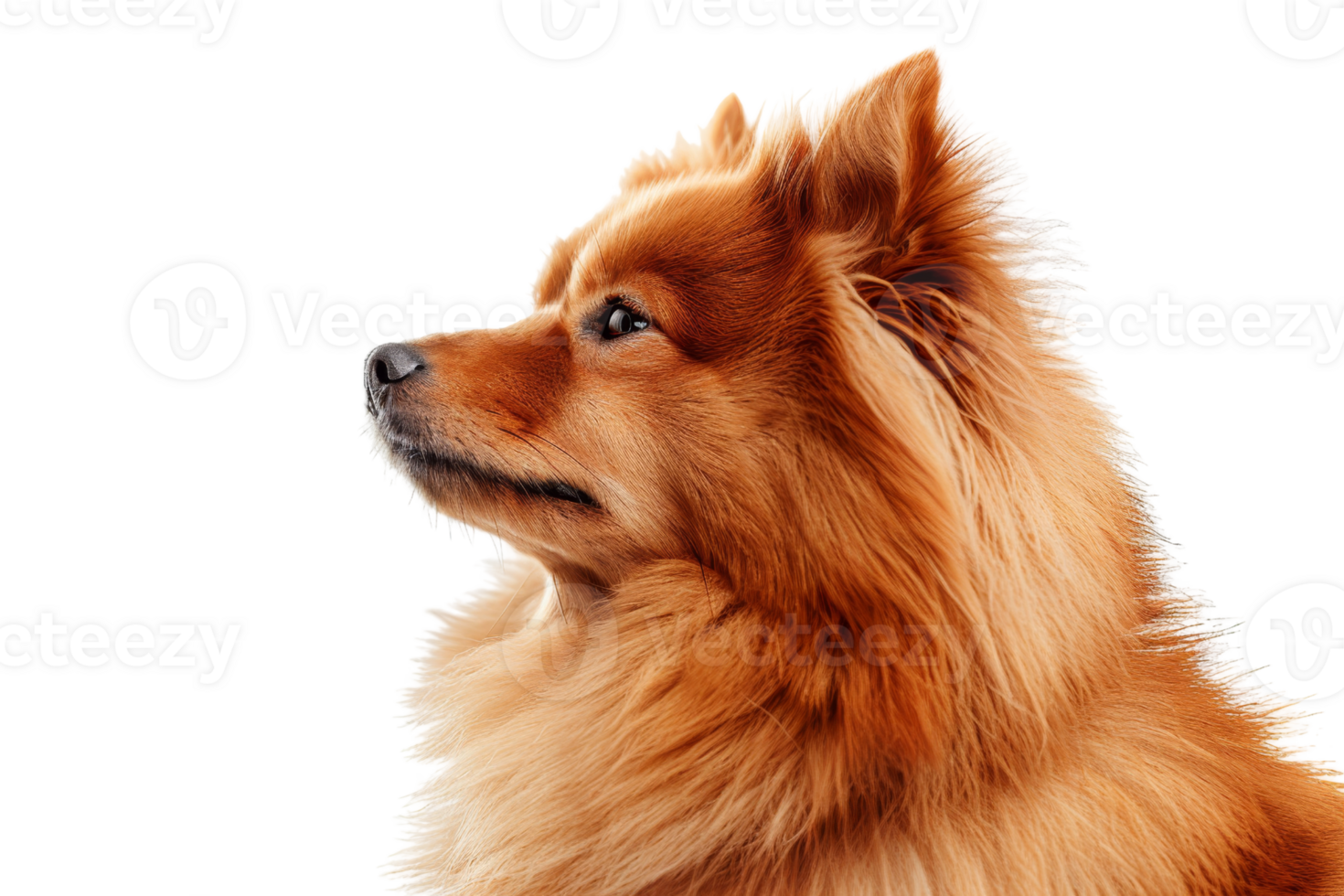 Profile of a fluffy orange dog isolated on transparent background. showcasing detailed fur texture and attentive gaze. png