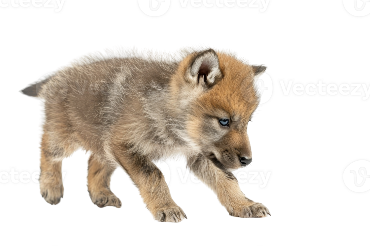 Adorable wolf puppy with brown and grey fur walking cautiously on transparent background. Cute and curious wildlife animal showcasing innocence. png