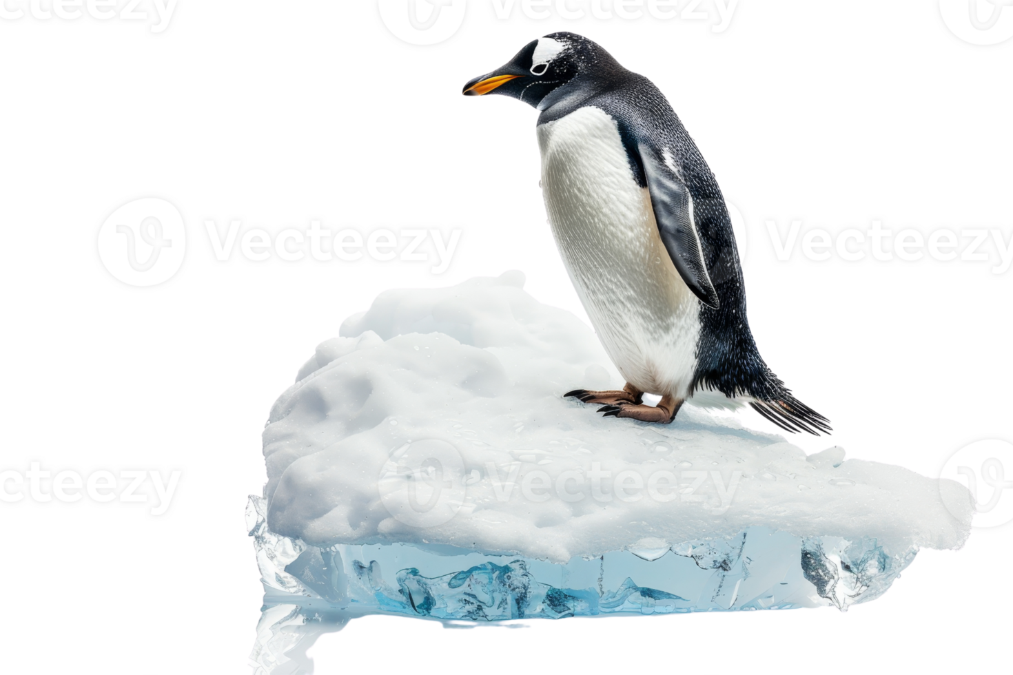 Gentoo penguin standing on ice block against transparent background. representing Arctic wildlife and cold climates. png