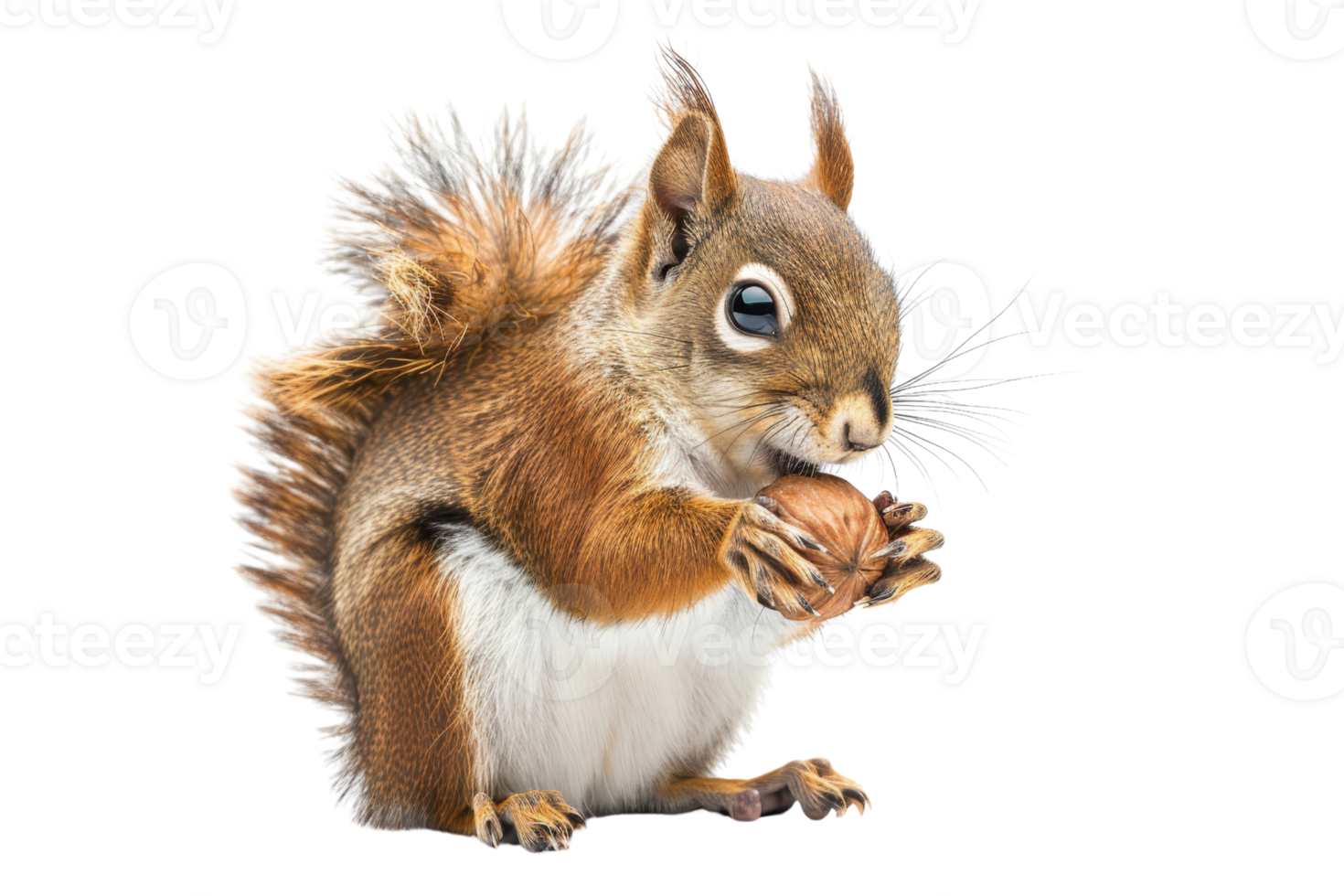 A cute squirrel holding a nut, isolated on a transparent background. The close-up highlights its delicate fur and inquisitive eyes. png