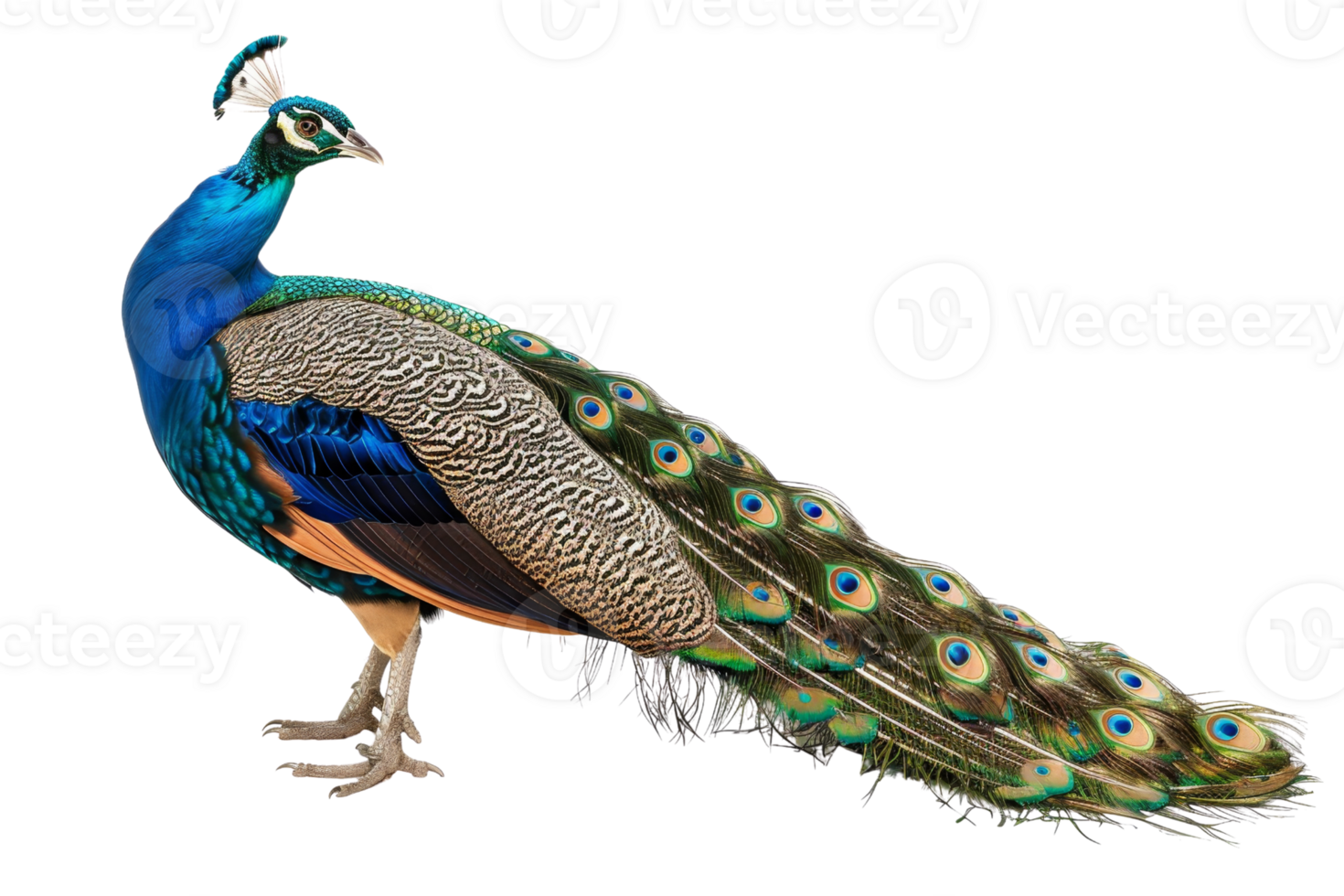 A vibrant, colorful peacock with its elegant, iridescent plumage fully displayed, showcasing its stunning feather patterns in detail. png