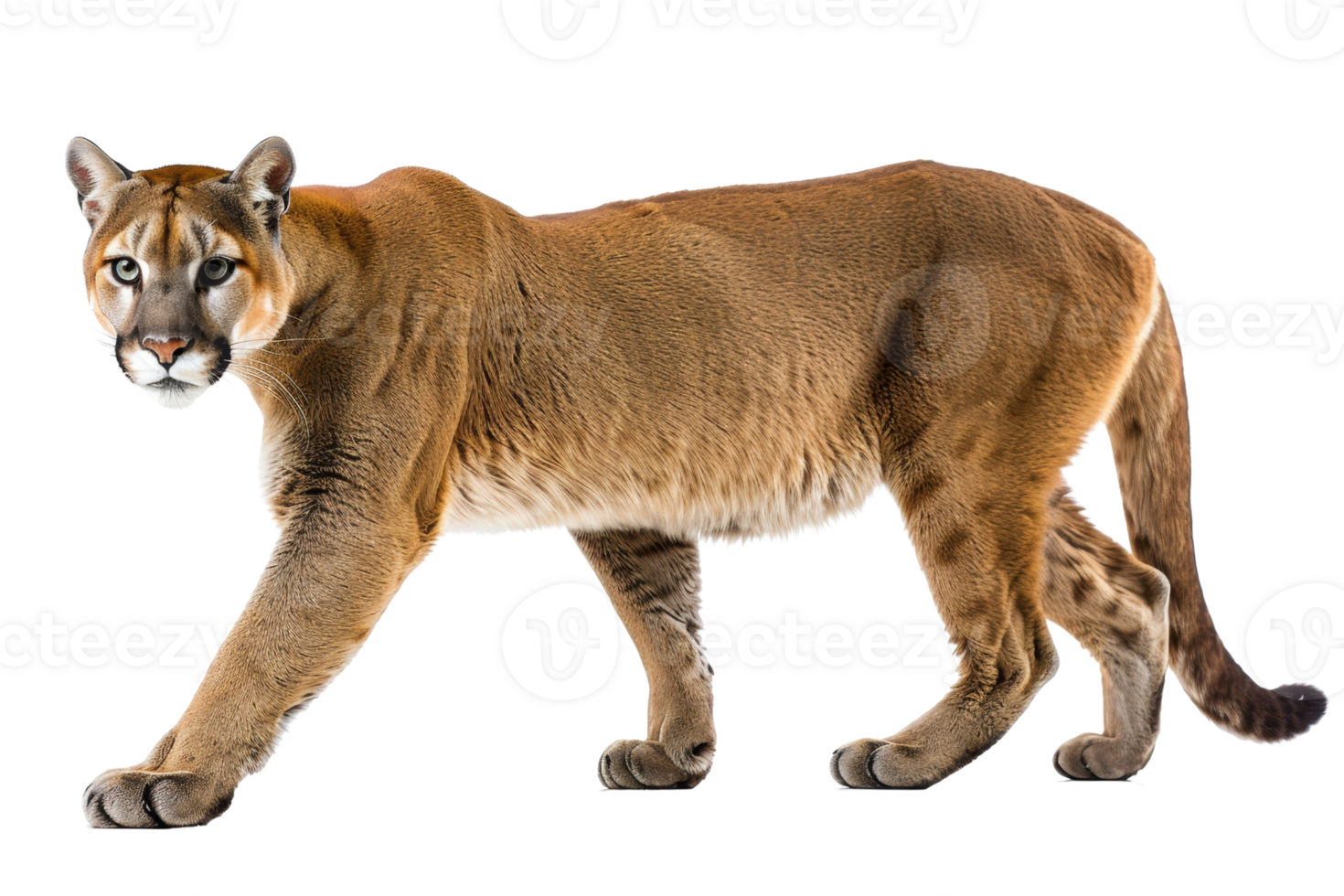 Majestic mountain lion posing. Beautiful wild feline with tan fur and piercing eyes, in a natural standing pose. png