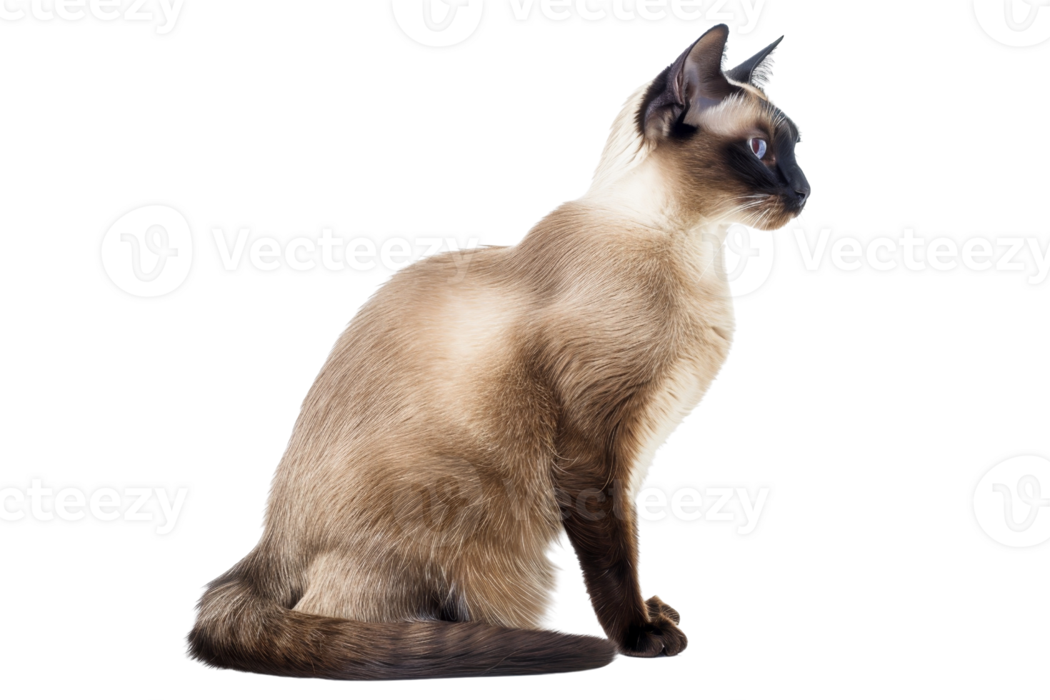 A beautiful Siamese cat sitting upright, showcasing its elegant posture and sleek fur. Perfect for pet and animal-themed projects. png
