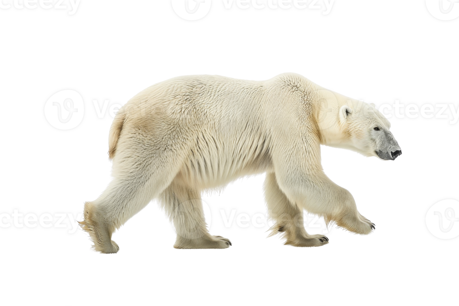 A majestic polar bear walking on transparent background. showcasing its powerful build and thick fur, perfect for wildlife and nature-themed projects. png