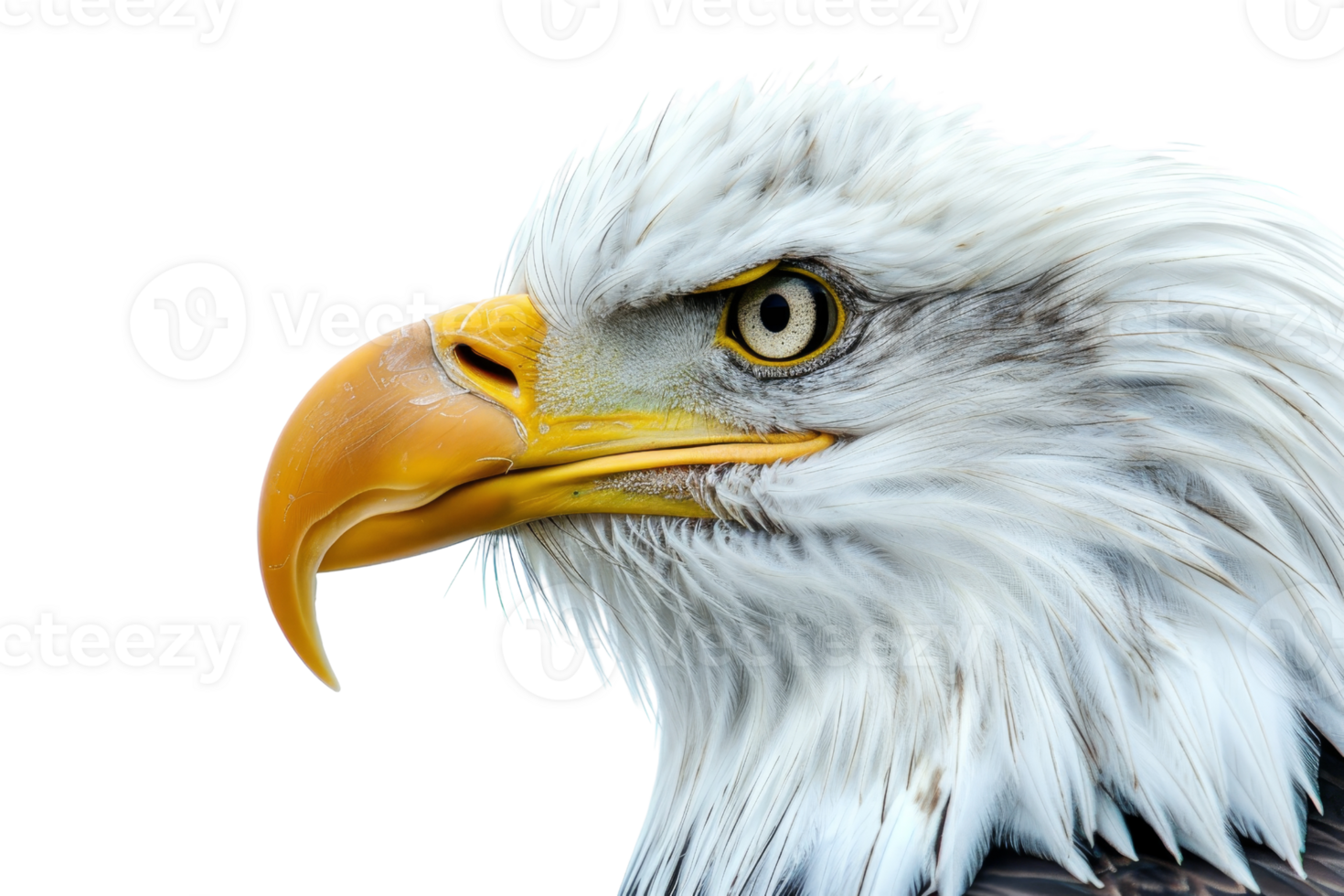 Close-up detail of a majestic bald eagle's head, showcasing its sharp beak and piercing eye against a transparent background. png