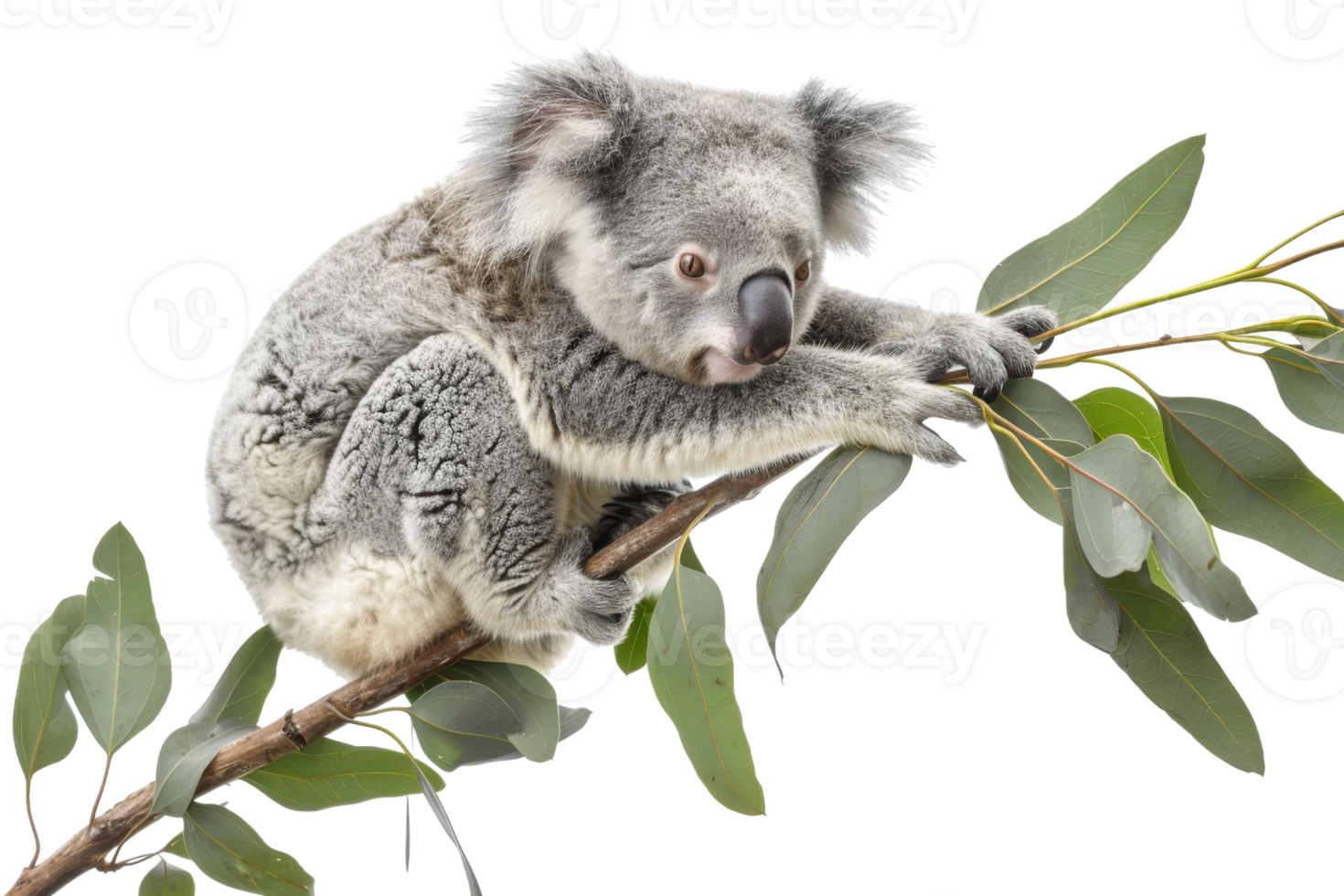 A cute koala resting on a eucalyptus tree branch isolated on a transparent background. showcasing its natural habitat. png