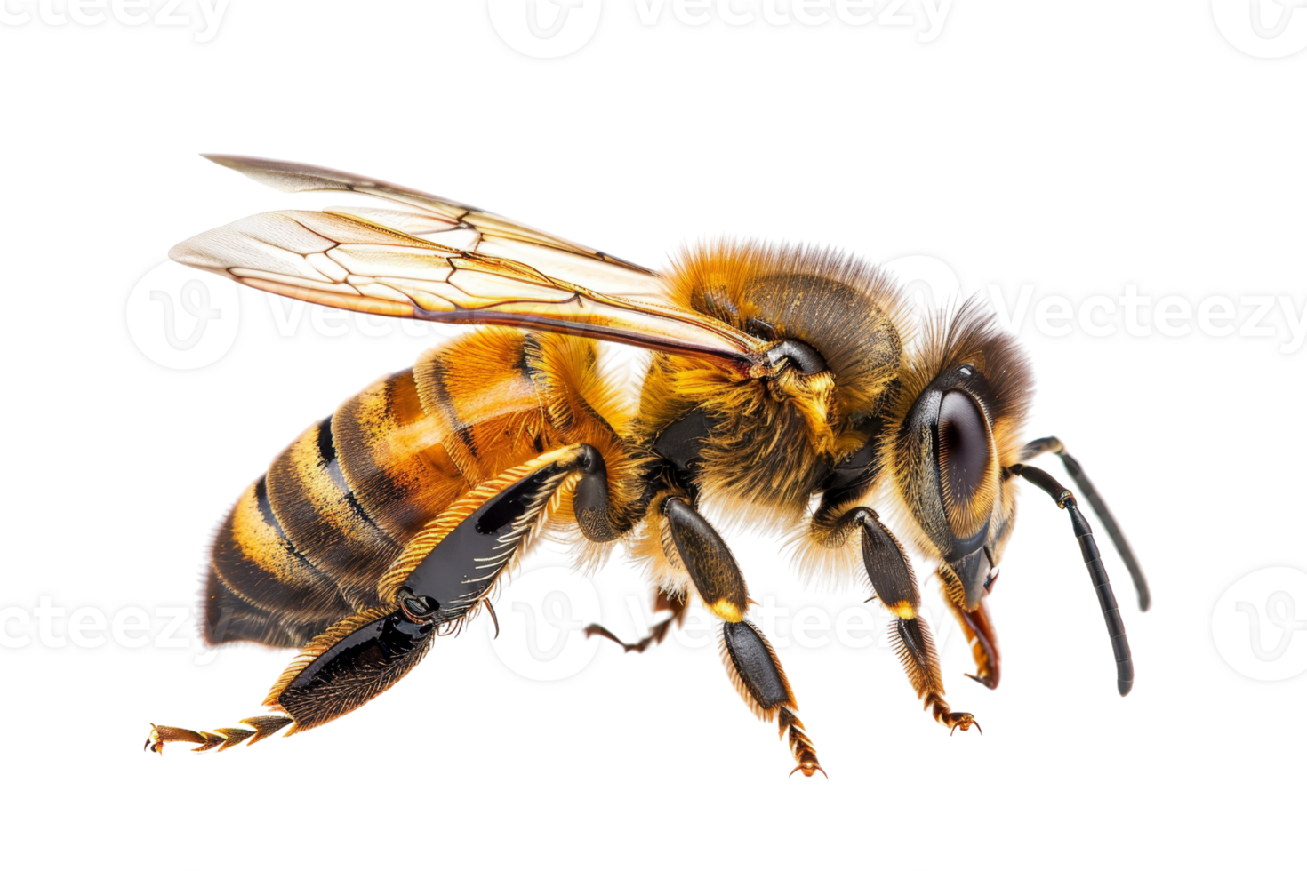 Close-up image of a bee with detailed wings and body, isolated on a transparent background. png