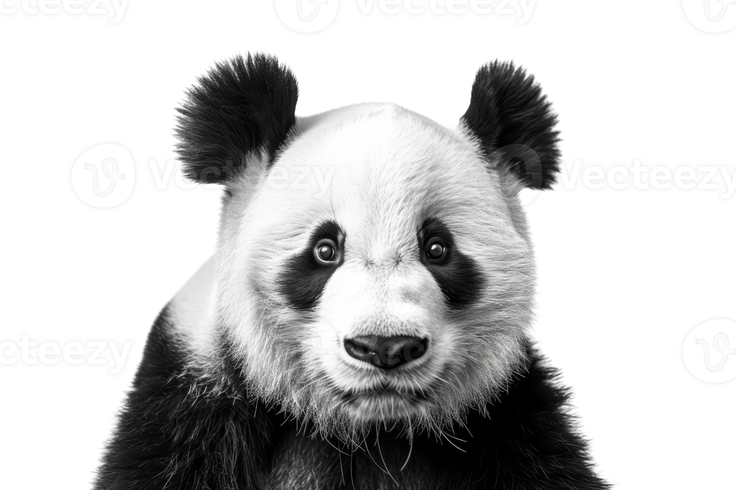 Close-up of a cute panda bear with a black and white fur, showcasing its adorable face against a transparent background. png