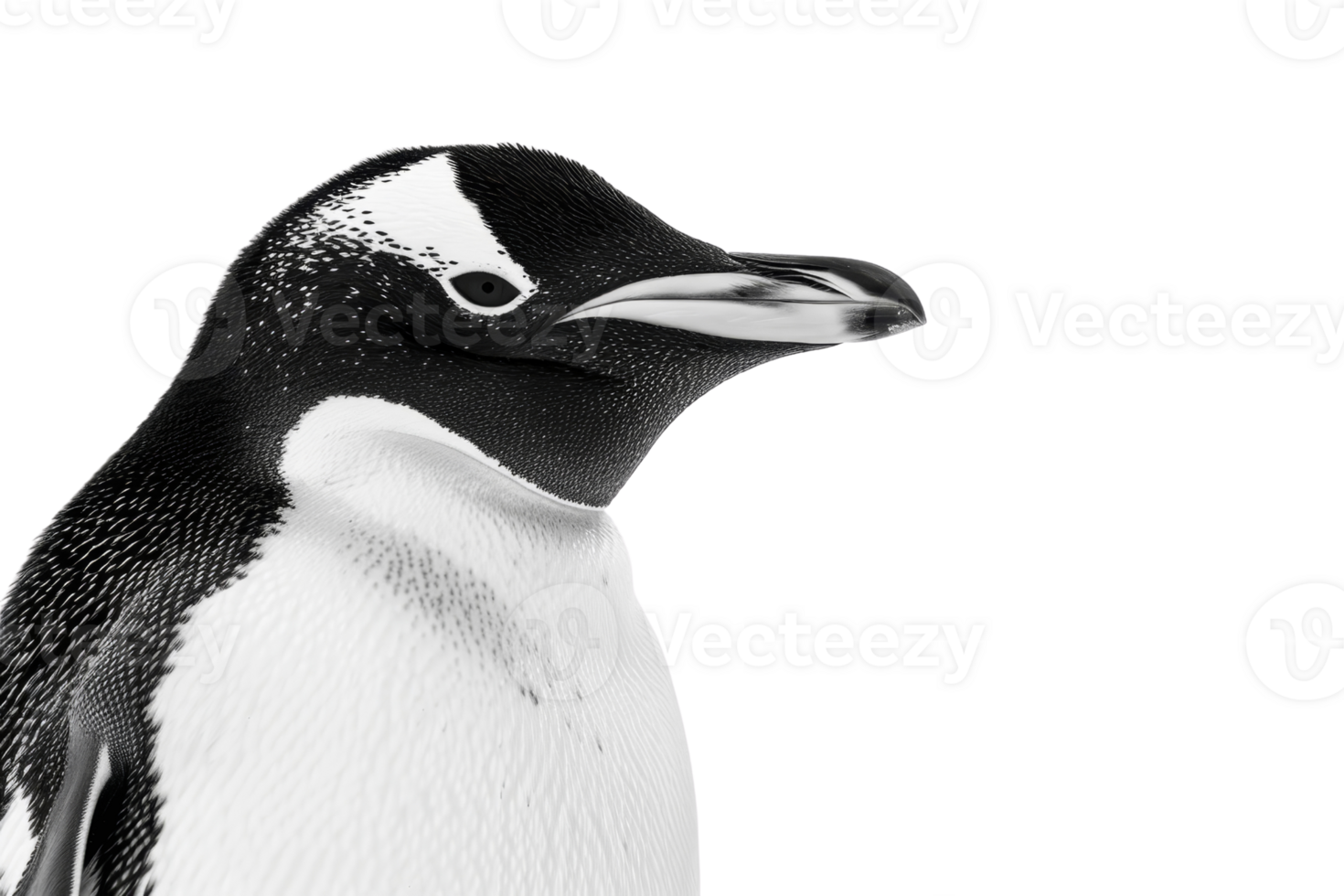 Close-up of a Gentoo penguin in profile view, showcasing the detailed black and white feather pattern against a transparent background. png