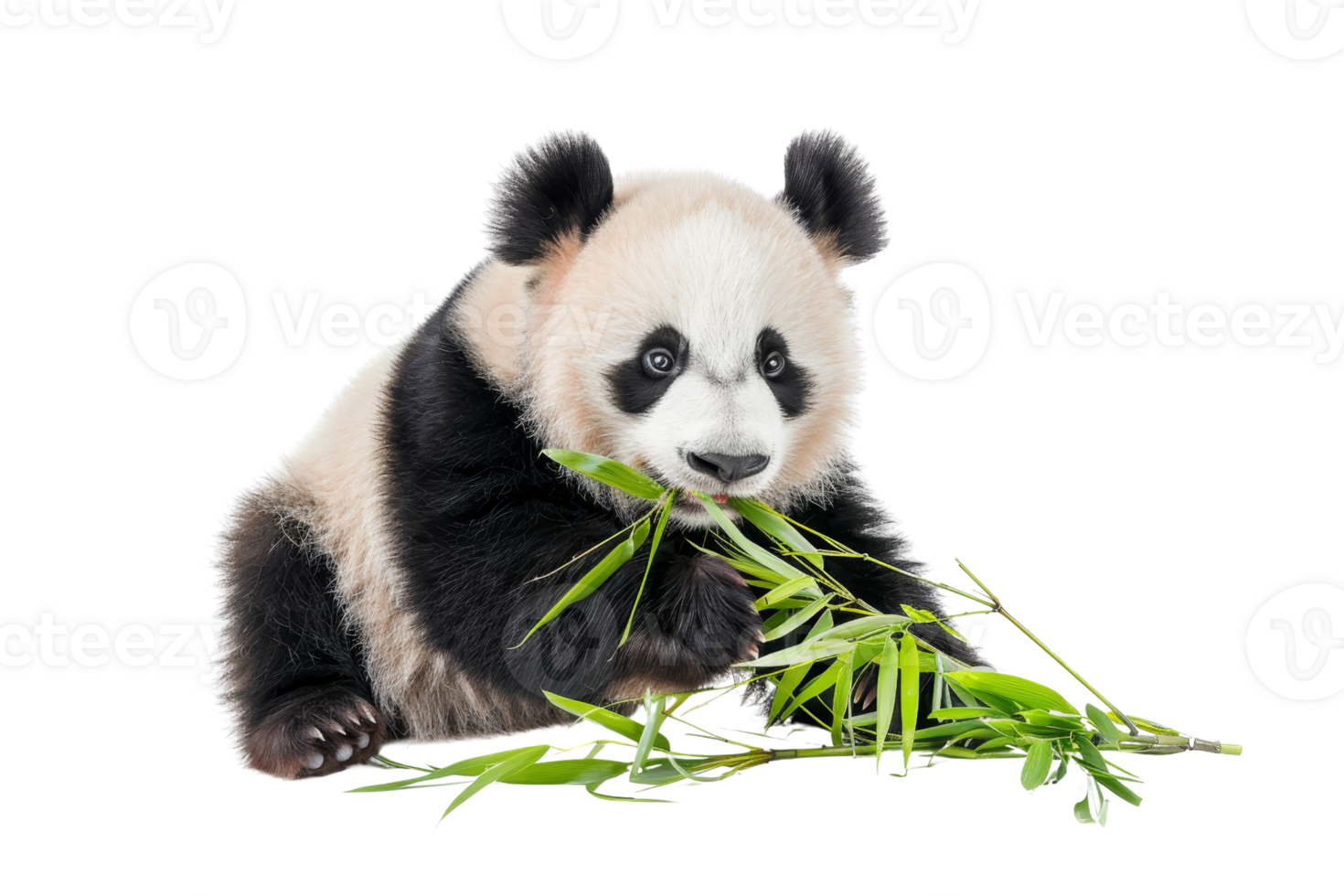 Adorable baby panda chewing on bamboo sticks, isolated on a transparent background. Perfect for wildlife and nature themes. png