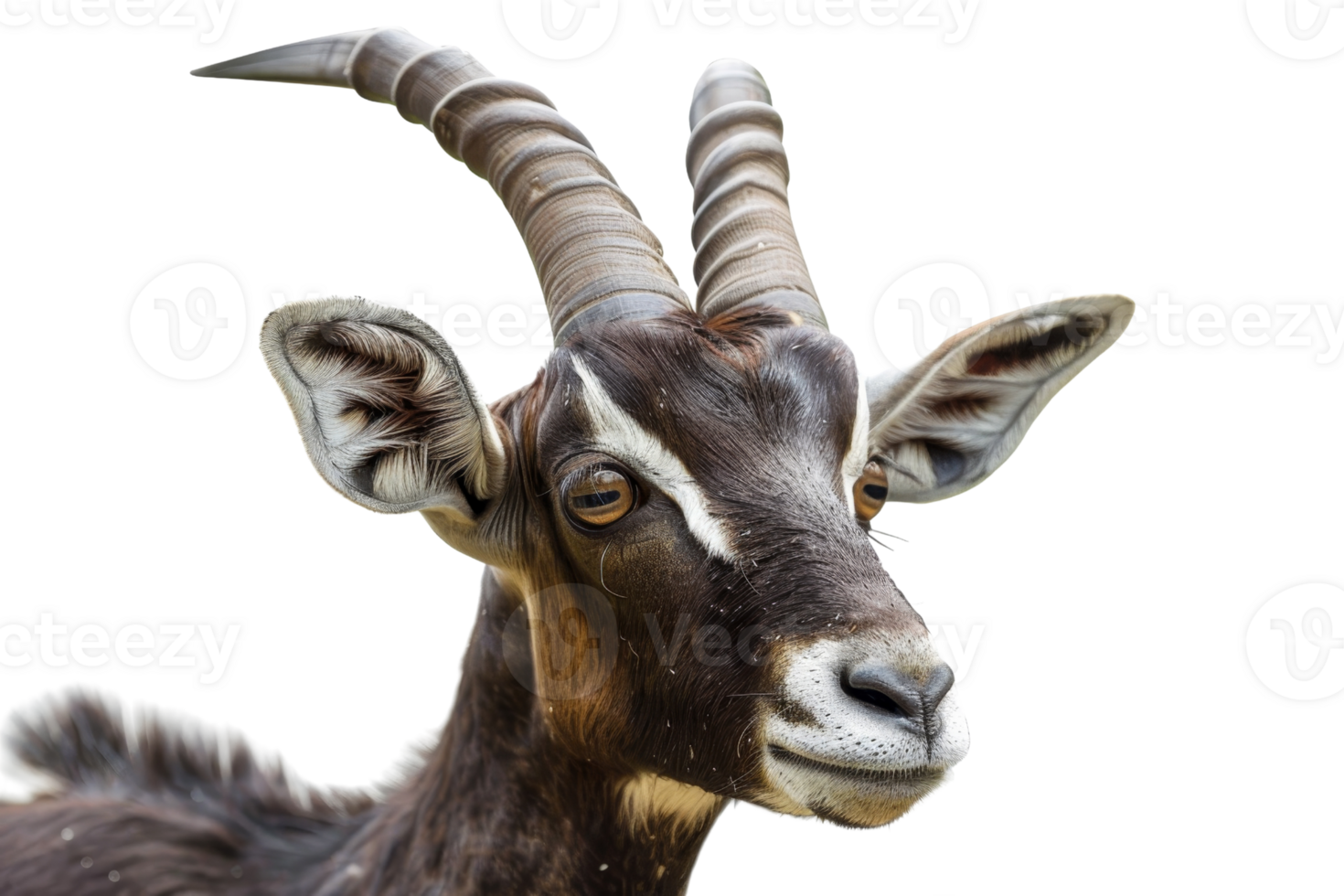 Close-up of a brown goat with long twisted horns and white markings on its face, isolated on a transparent background. png