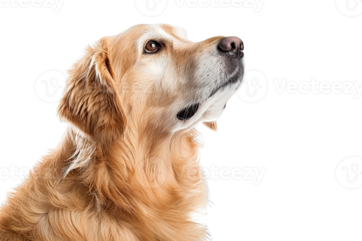 Close-up of a golden retriever looking upwards on a transparent background. Ideal for pet-related content and advertising. png
