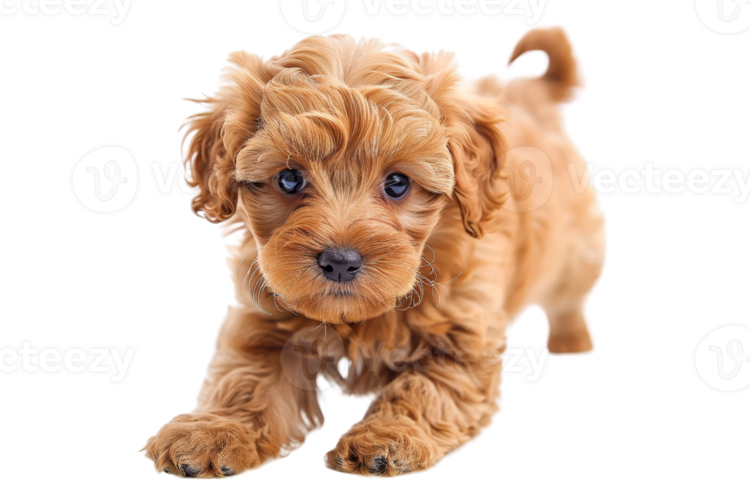 Adorable fluffy puppy with curly fur and cute expression isolated on transparent background. perfect for pet and animal themes. png