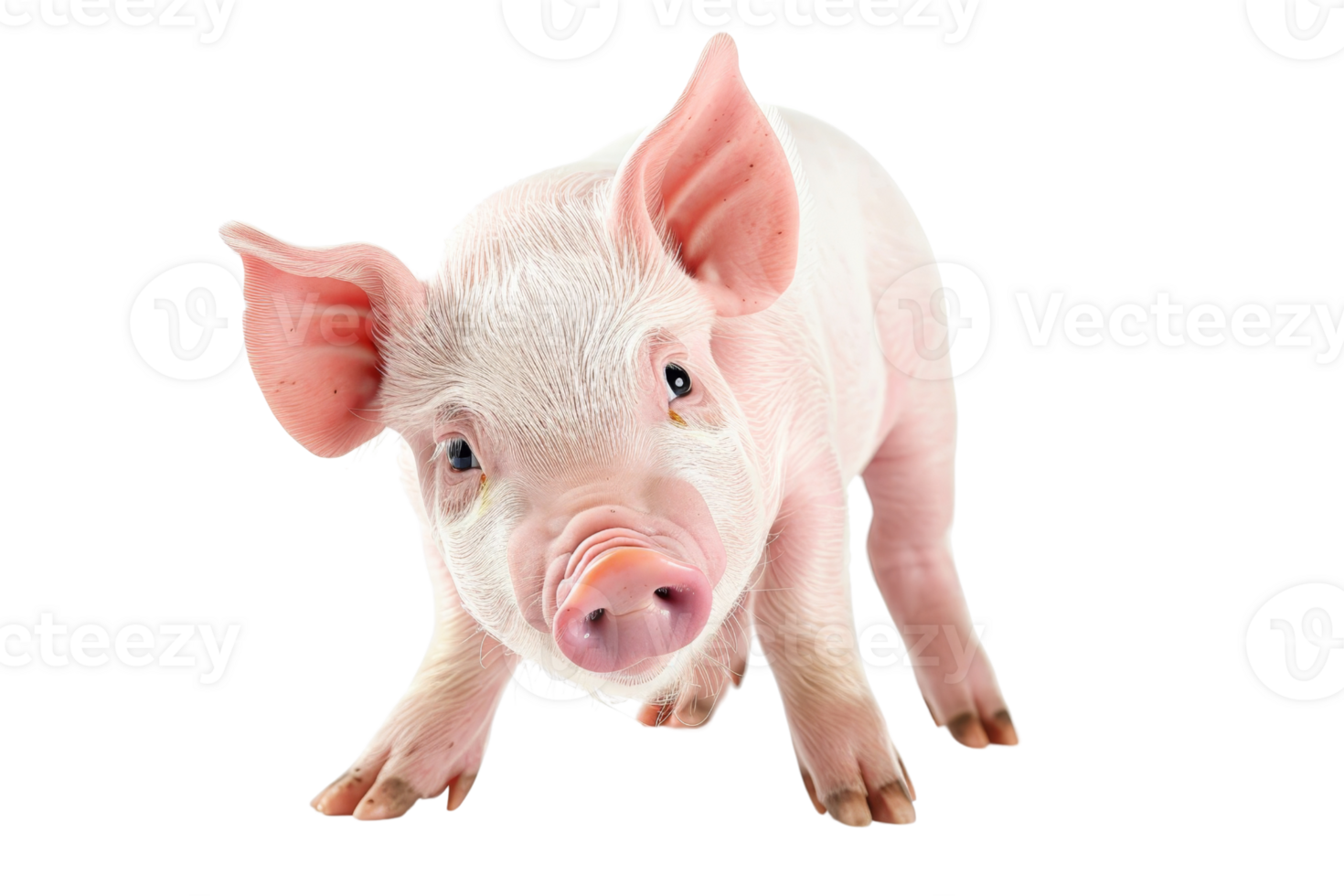 Adorable pink piglet with large ears and a curious expression, captured on a transparent background. showcasing its playful and cute nature. png