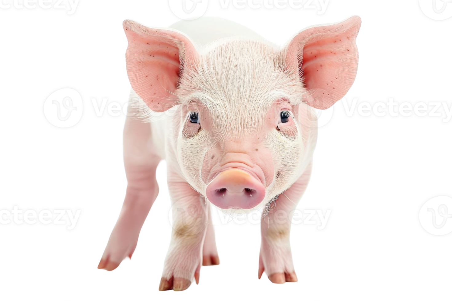 Adorable close-up image of a young piglet standing on transparent background. showcasing its pink skin and curious eyes. png
