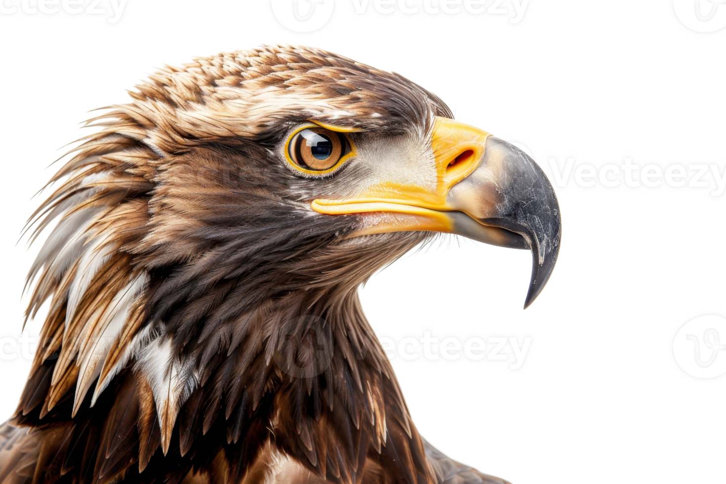 Close-up of a majestic golden eagle with sharp eyes and detailed feathers on a transparent background. showcasing wildlife and bird of prey. png
