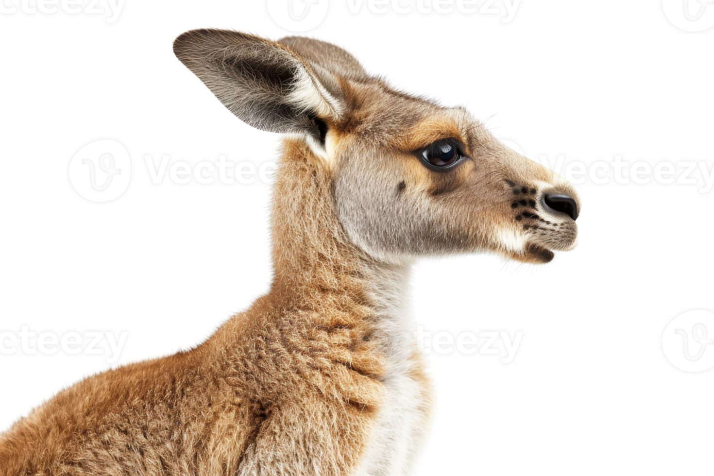 Close-up of a kangaroo profile, showcasing its distinctive features and natural beauty, isolated on transparent background. png
