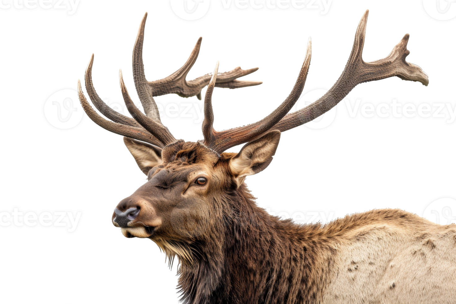 Close-up of a majestic elk with large antlers standing against a transparent background. showcasing its powerful and serene presence in nature. png