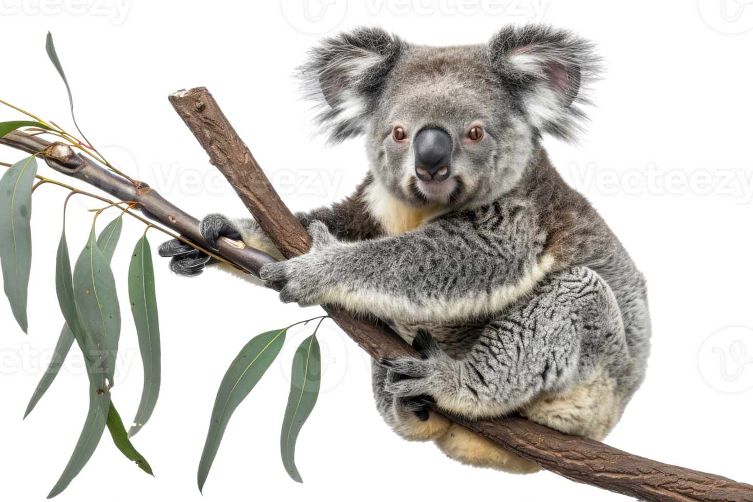Adorable koala sitting on eucalyptus branch, isolated on transparent background. Perfect for wildlife and nature-themed projects. png