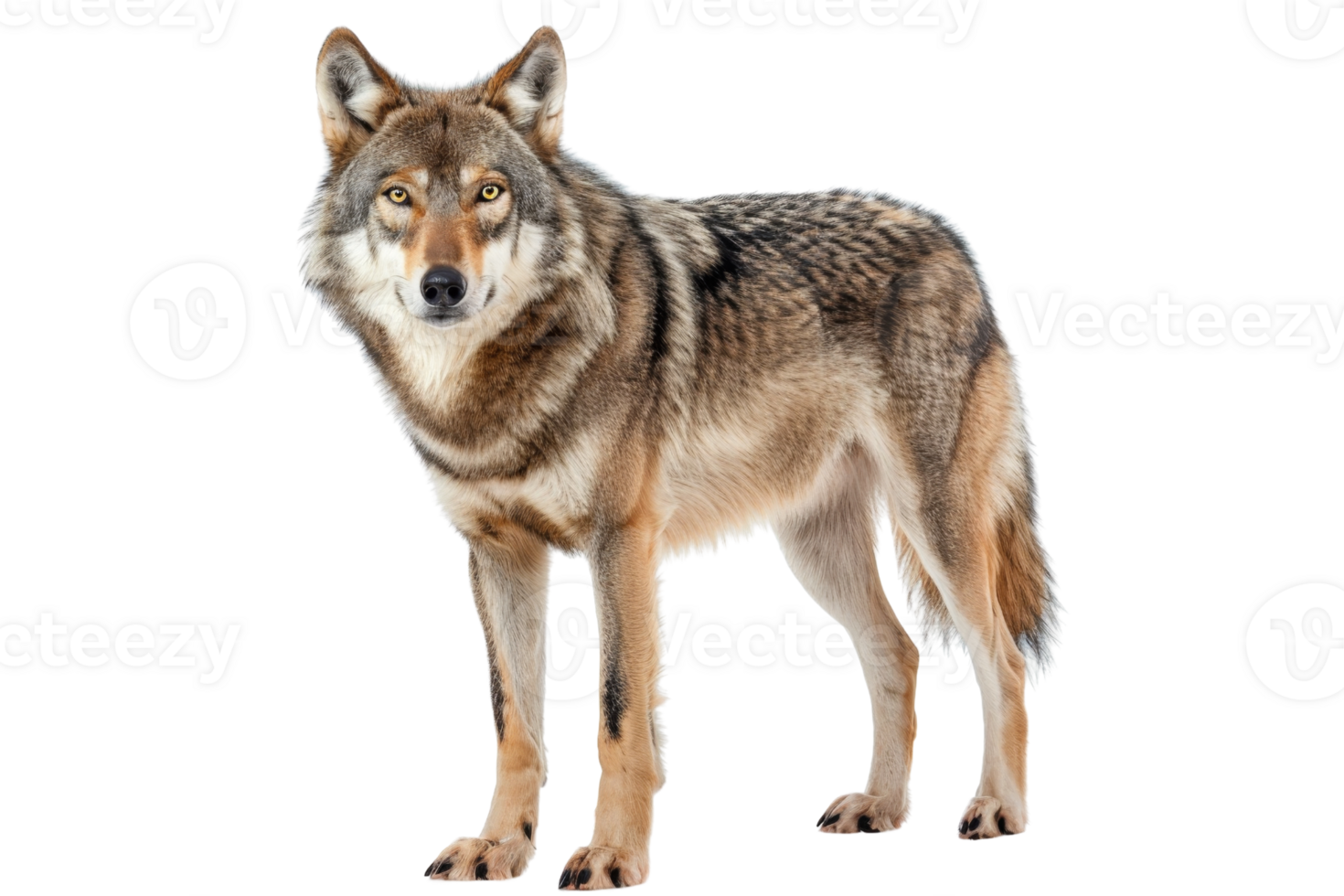 Close-up of a standing wolf isolated on transparent background. showcasing the majestic and powerful presence of this wild animal. png