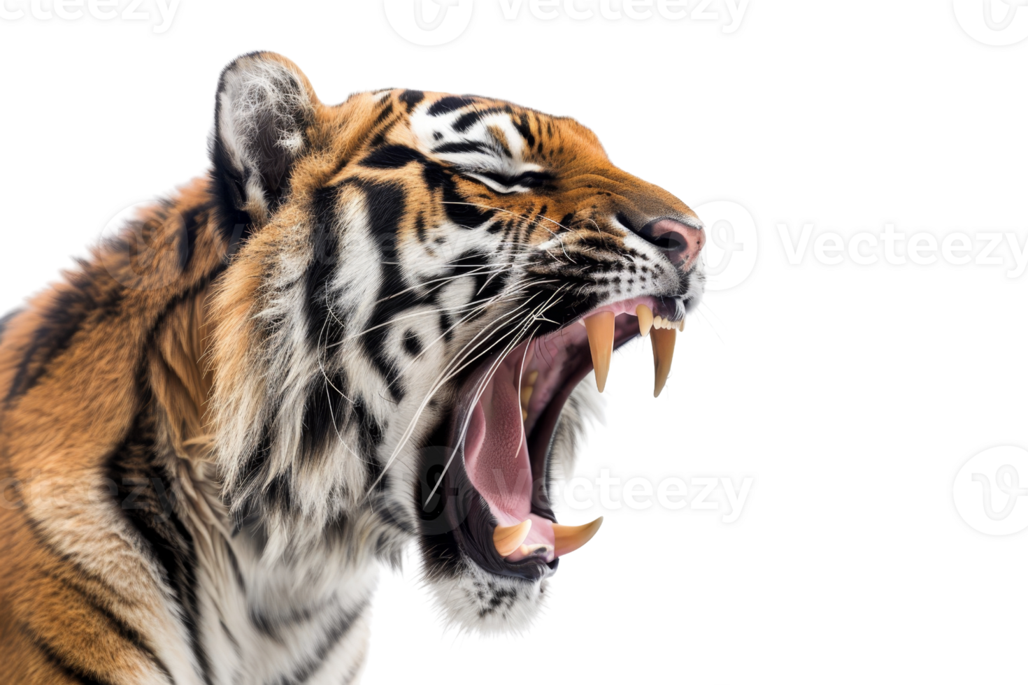 Close-up of a roaring tiger baring sharp teeth and fierce expression against a black background, showcasing wild animal strength and beauty. png