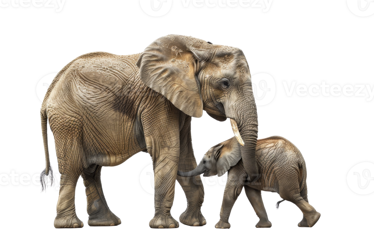 Close-up of an adult elephant with a baby elephant, showcasing the bond and natural behavior in their natural habitat. png