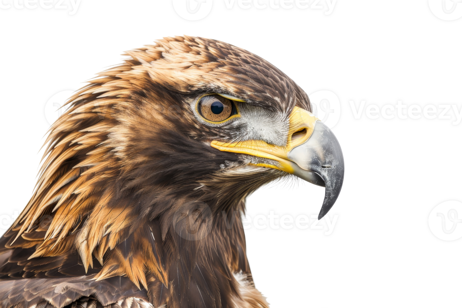 Close-up of a majestic eagle head with sharp eyes and detailed plumage against a transparent background. Perfect for wildlife and bird themed designs. png