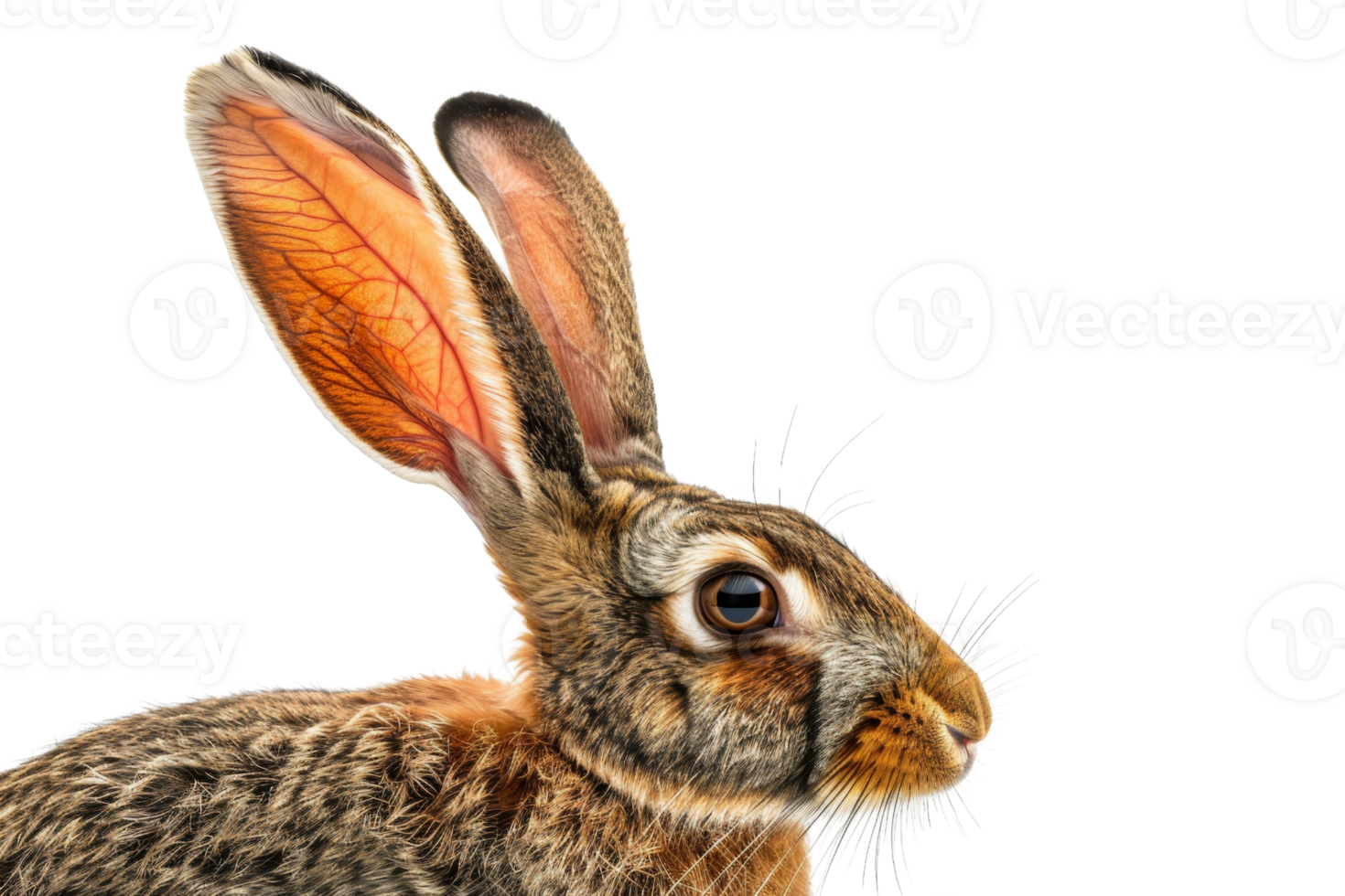 Close-up of a rabbit with detailed texture and vibrant colors, isolated on transparent background. Perfect for nature and wildlife-themed projects. png