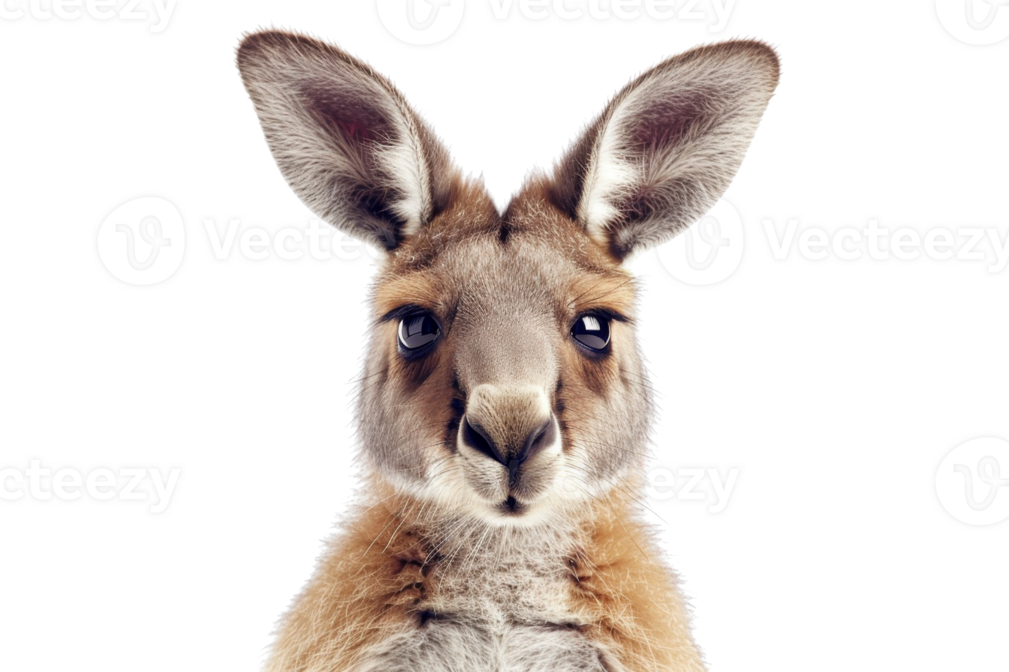 Close-up portrait of an adorable kangaroo isolated on a transparent background. showcasing its features with a bright and curious expression. png