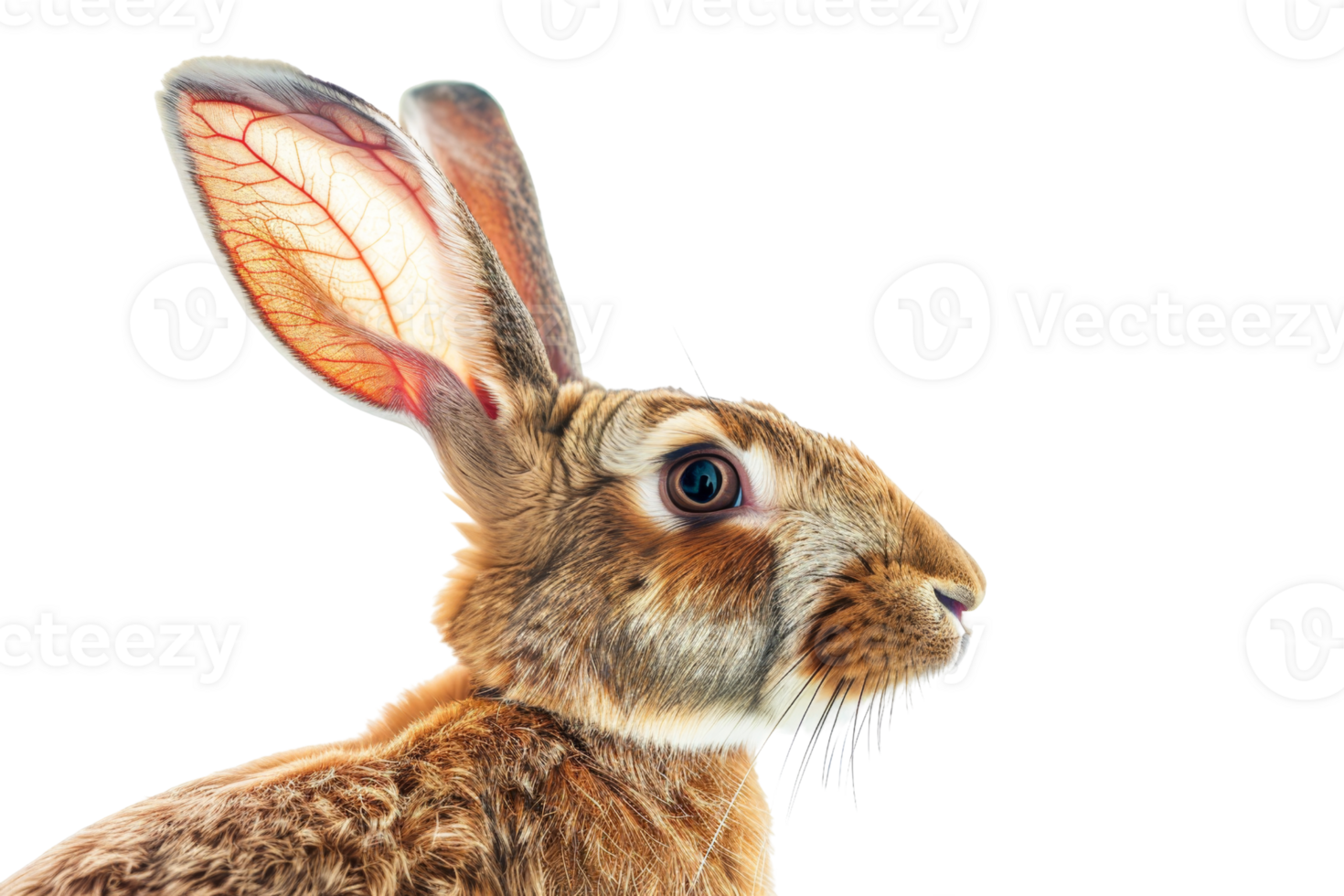 Close-up photo of a rabbit with large, detailed ear and whiskers, isolated on transparent background. Perfect for wildlife and nature themes. png