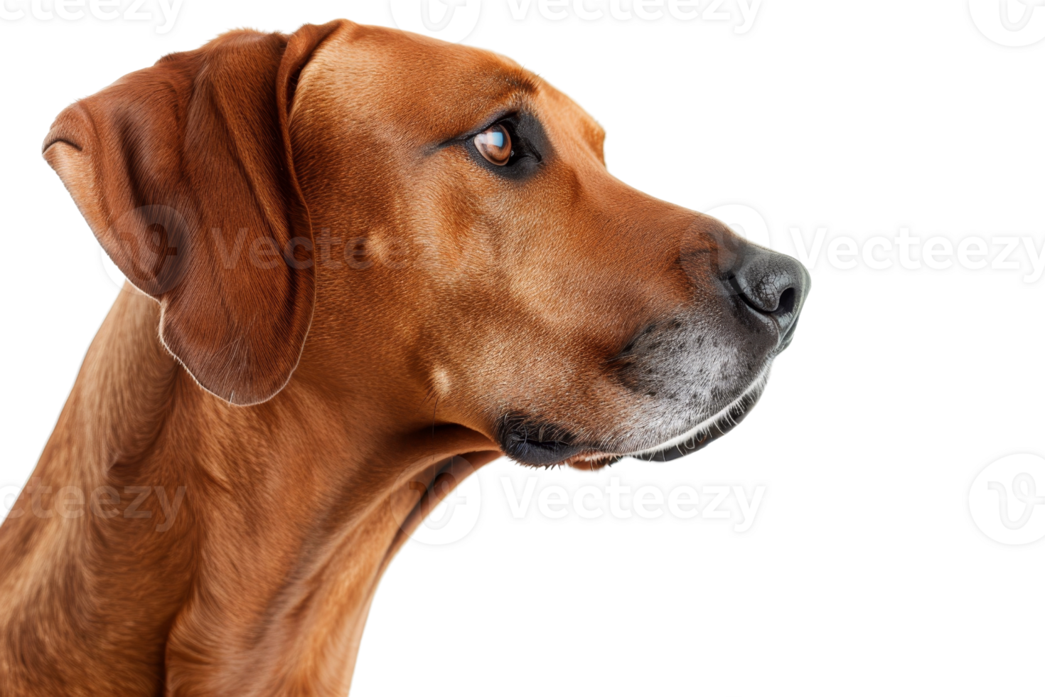 Close-up profile shot of a brown dog with focused eyes, isolated on a transparent background. showcasing its expressive features and sleek fur. png