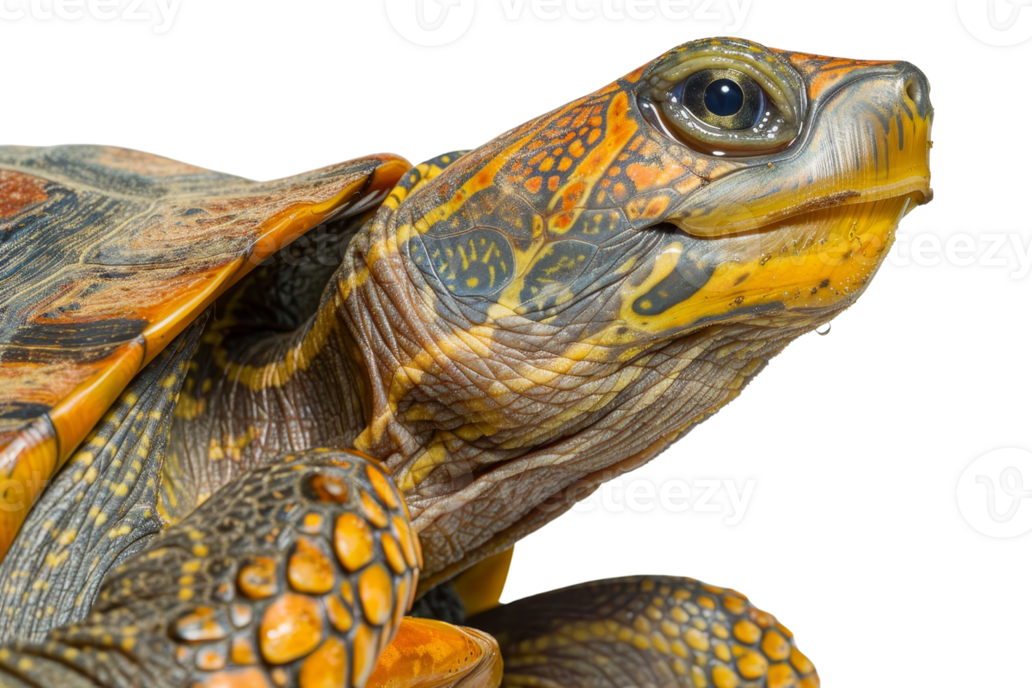 Close-up of a turtle with intricate shell and skin patterns. Vibrant colors and detailed textures highlight this fascinating reptile. png