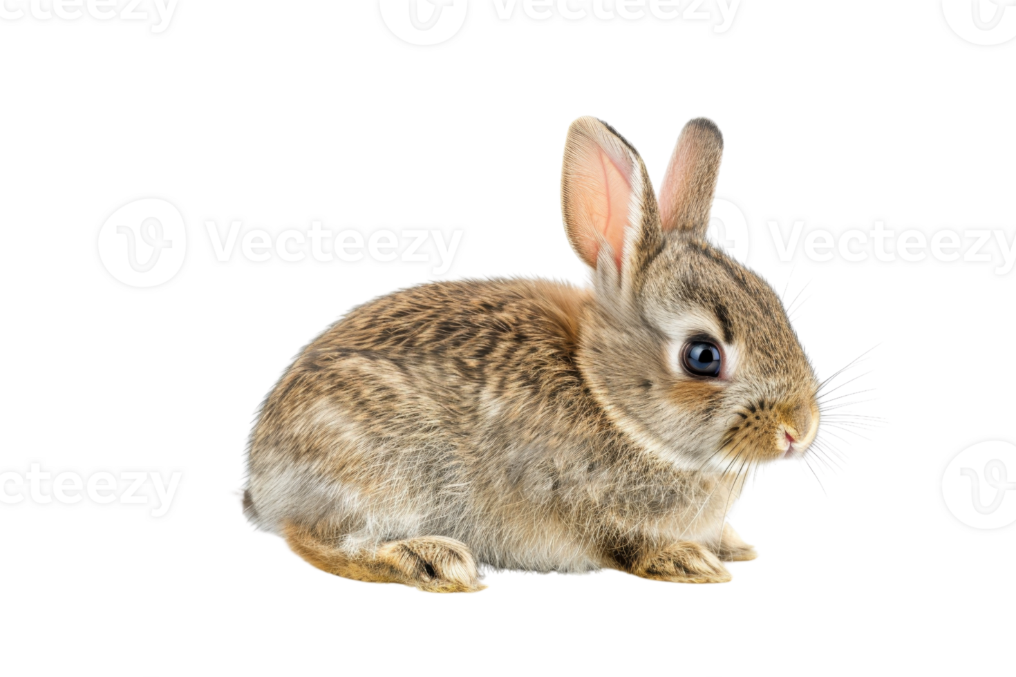 Cute brown rabbit sitting upright with alert ears and fluffy fur on transparent background. perfect for spring and Easter themes. png