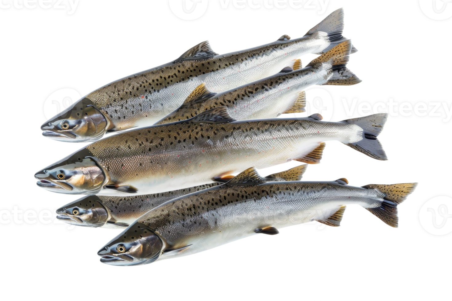 Four fresh salmon fish isolated on transparent background. Perfect for culinary, seafood, and cooking concepts. png