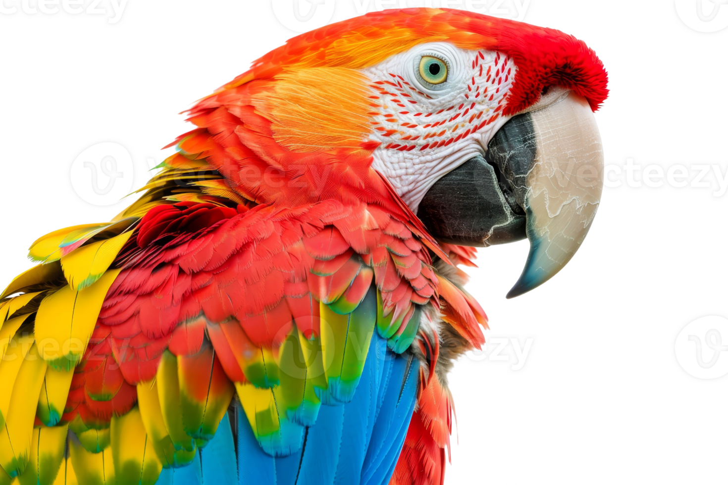 Colorful close-up of a vibrant macaw parrot with red, yellow, blue feathers, isolated on a transparent background. highlighting its striking beauty. png