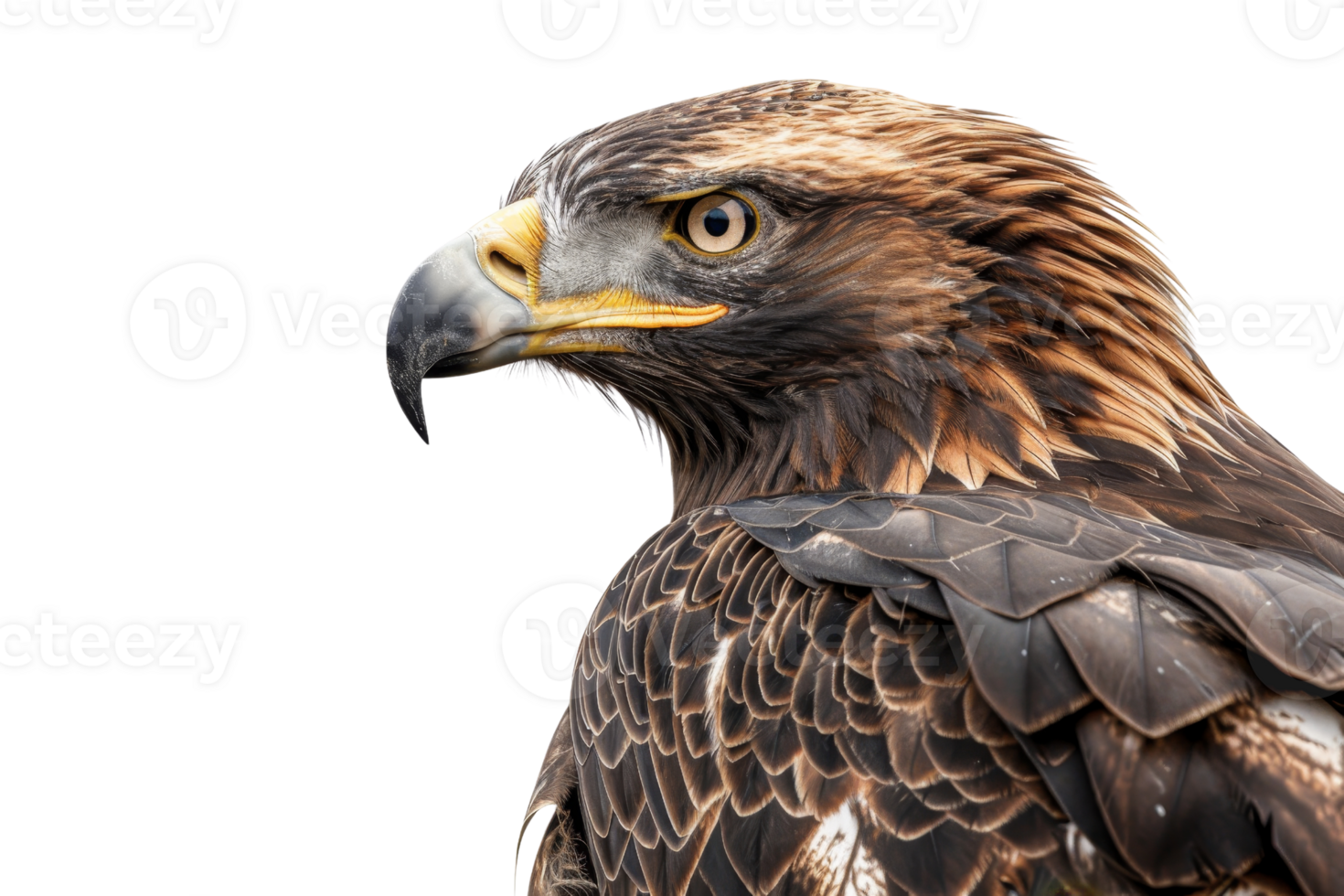 Close-up shot of a majestic eagle, highlighting its sharp features and powerful gaze. Perfect for wildlife and nature themes. png