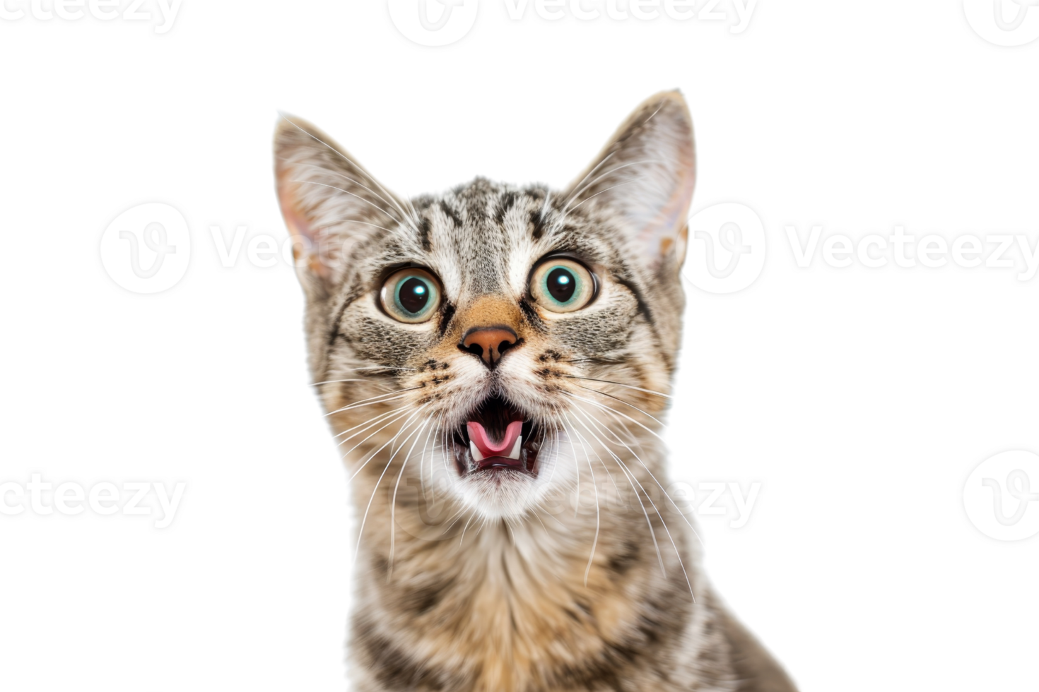 Close-up of a surprised tabby cat with wide eyes and open mouth on a transparent background. capturing a funny and curious expression. png